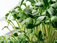 Broccoli Microgreens for sale in Jaipur, Rajasthan