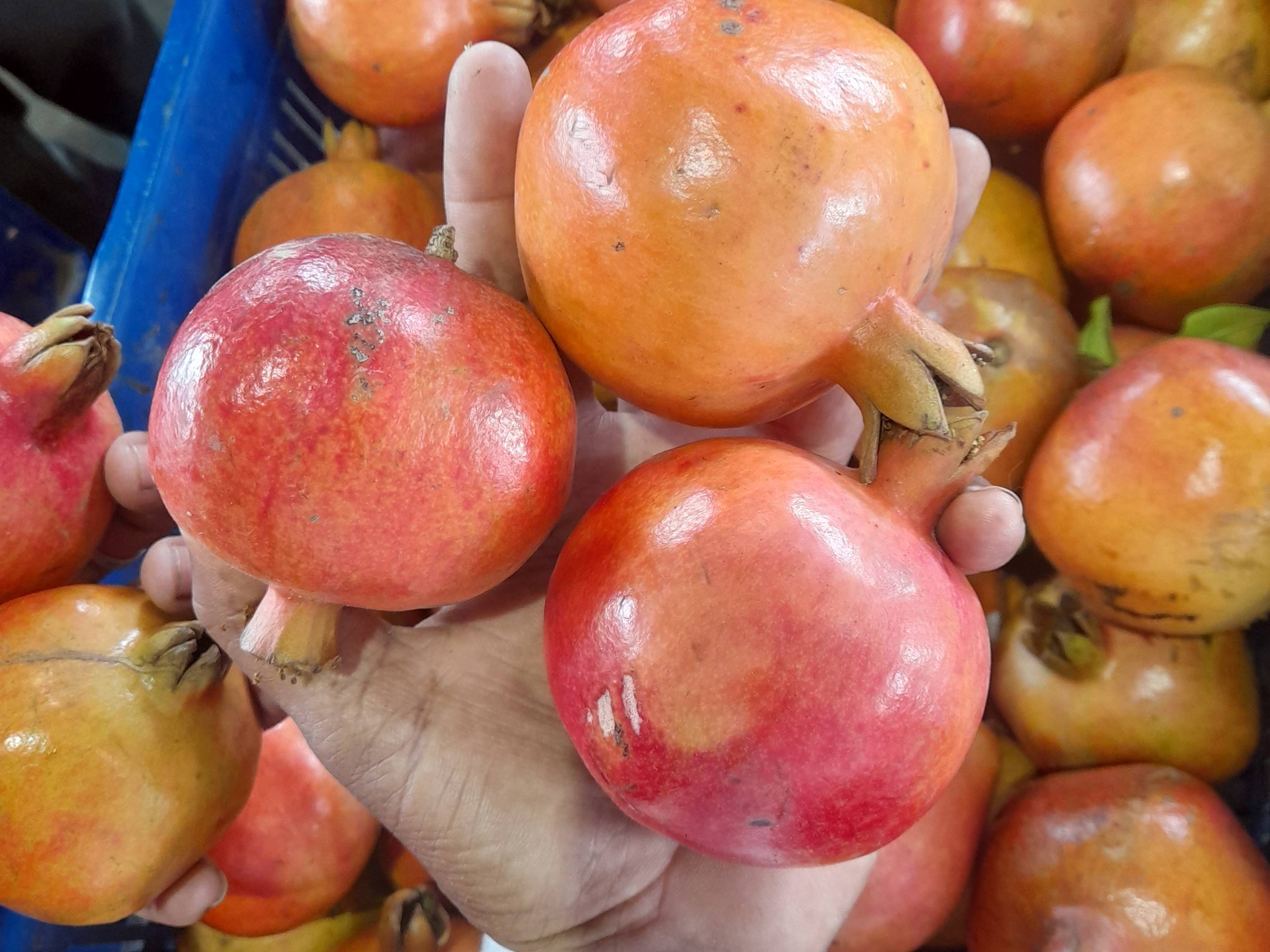 Bhagwa for sale in Nashik, Maharashtra