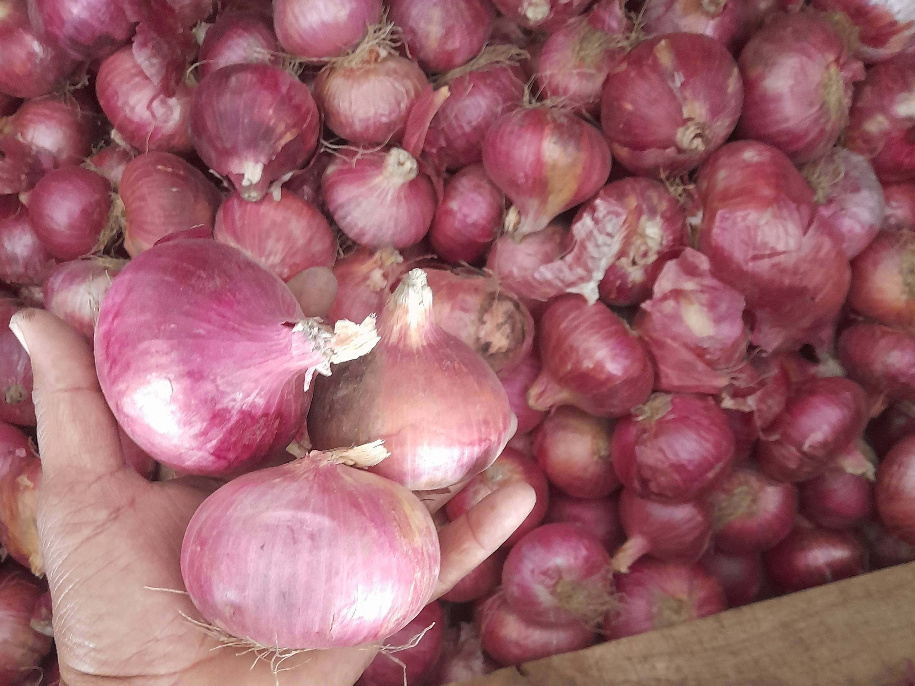 Red Onion बिक्री के लिए, नासिक, महाराष्ट्र