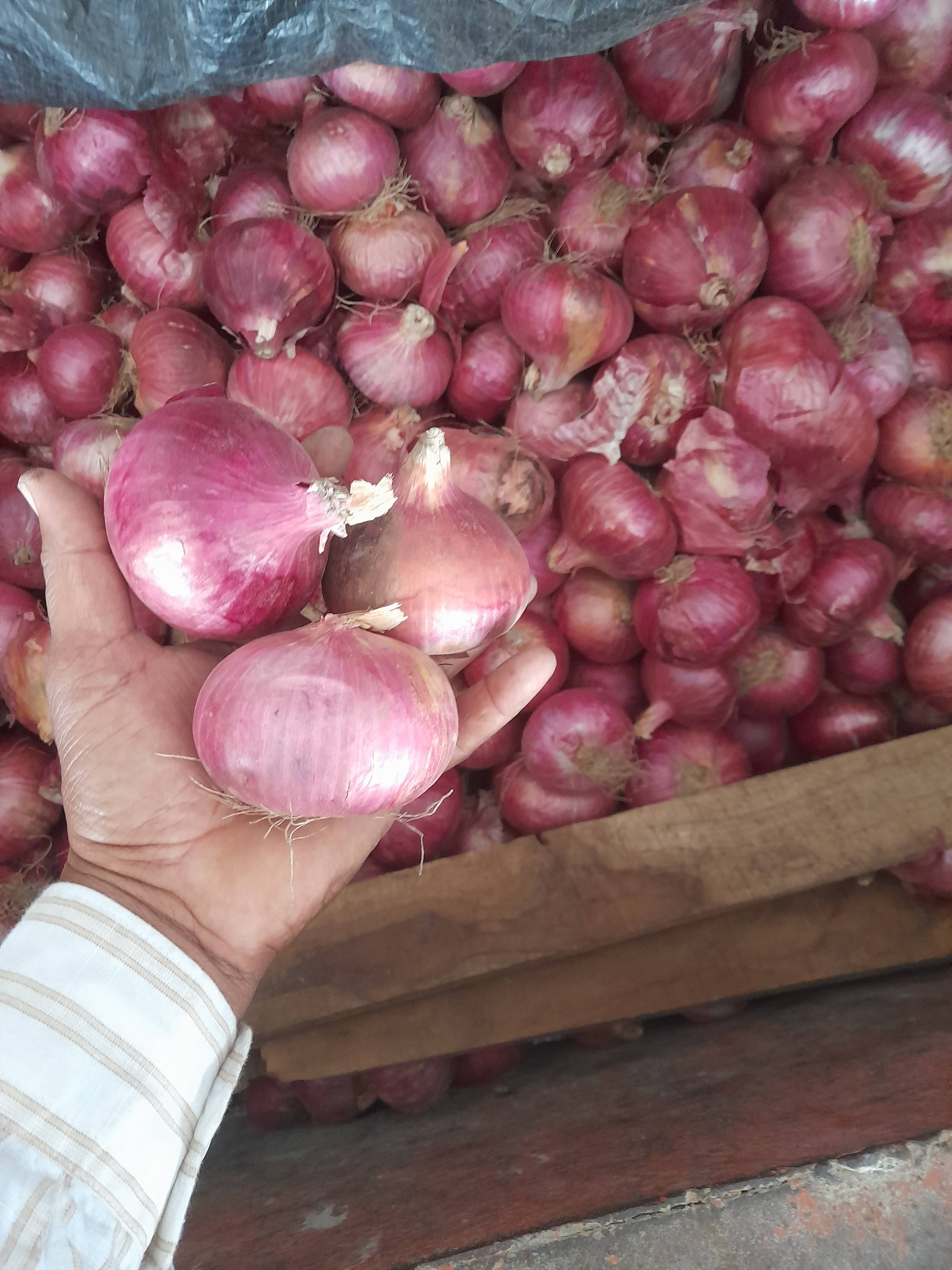 Red Onion विक्रीसाठी, नाशिक, महाराष्ट्र