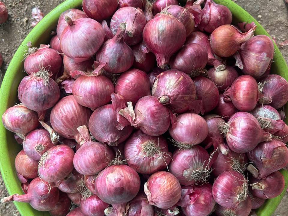 Summer Onion विक्रीसाठी, अहिल्यानगर, महाराष्ट्र