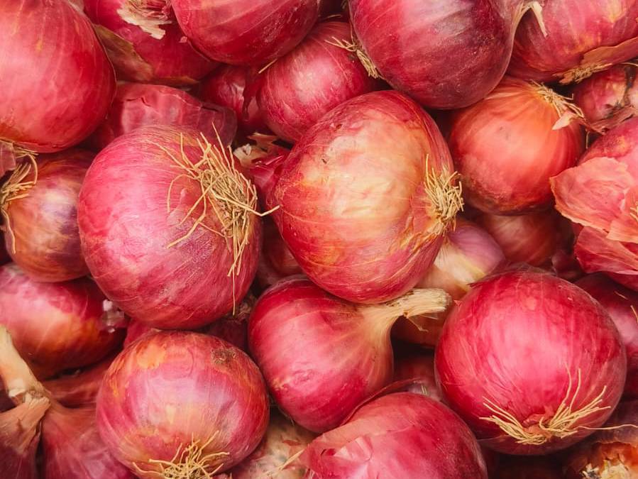 Summer Onion विक्रीसाठी, अहिल्यानगर, महाराष्ट्र