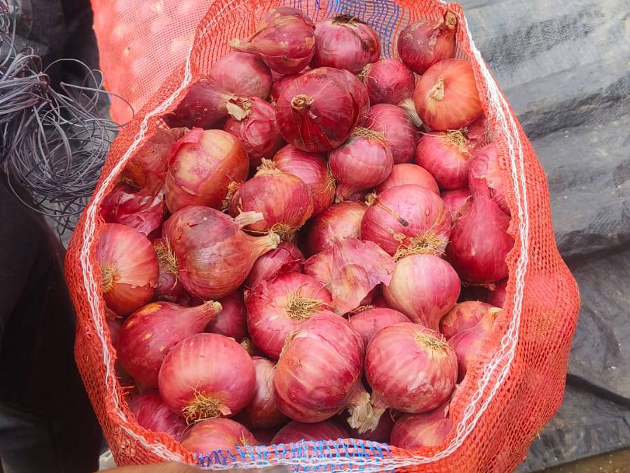 Summer Onion विक्रीसाठी, अहिल्यानगर, महाराष्ट्र