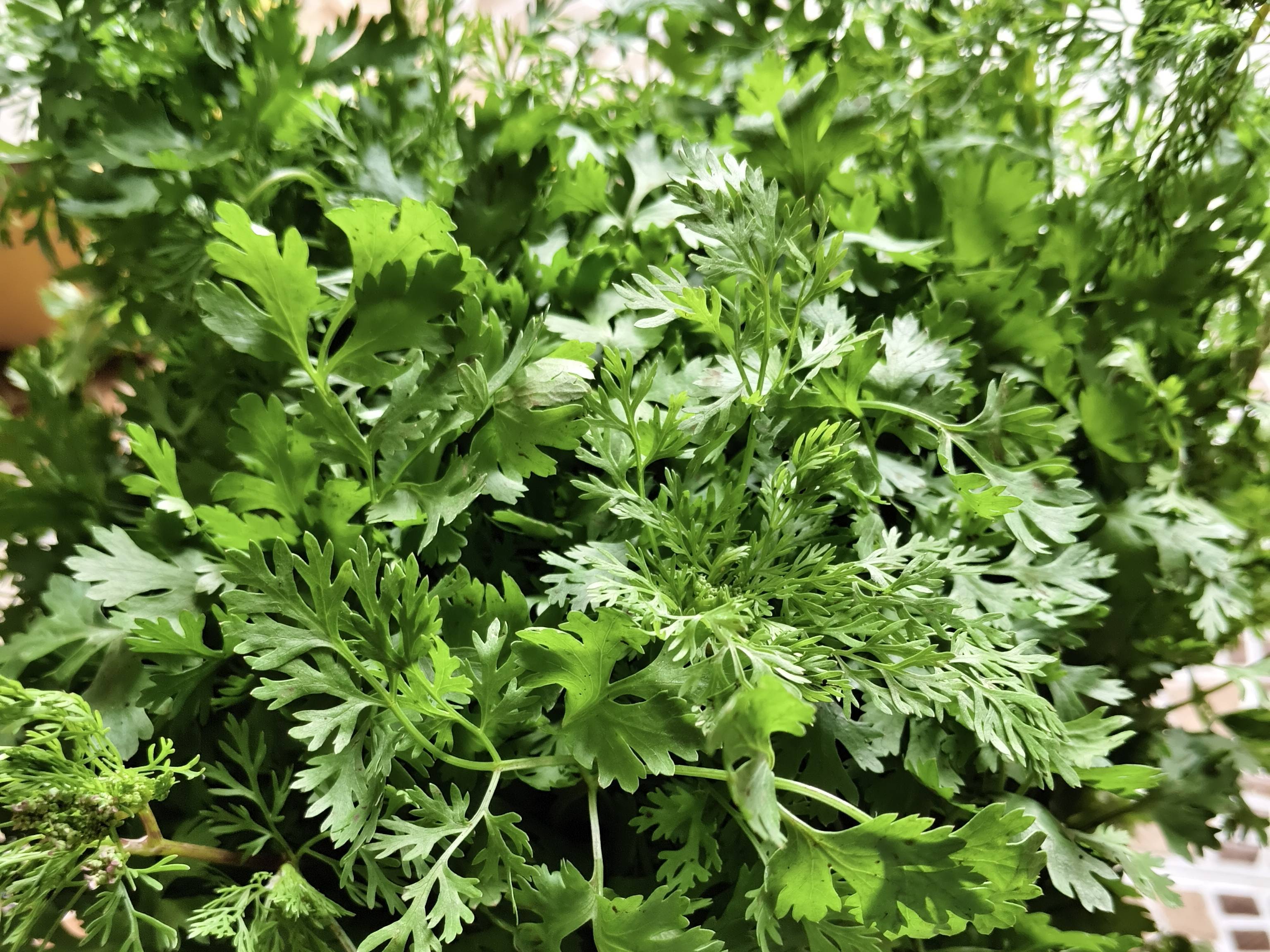 Coriander Leave बिक्री के लिए, धाराशिव, महाराष्ट्र