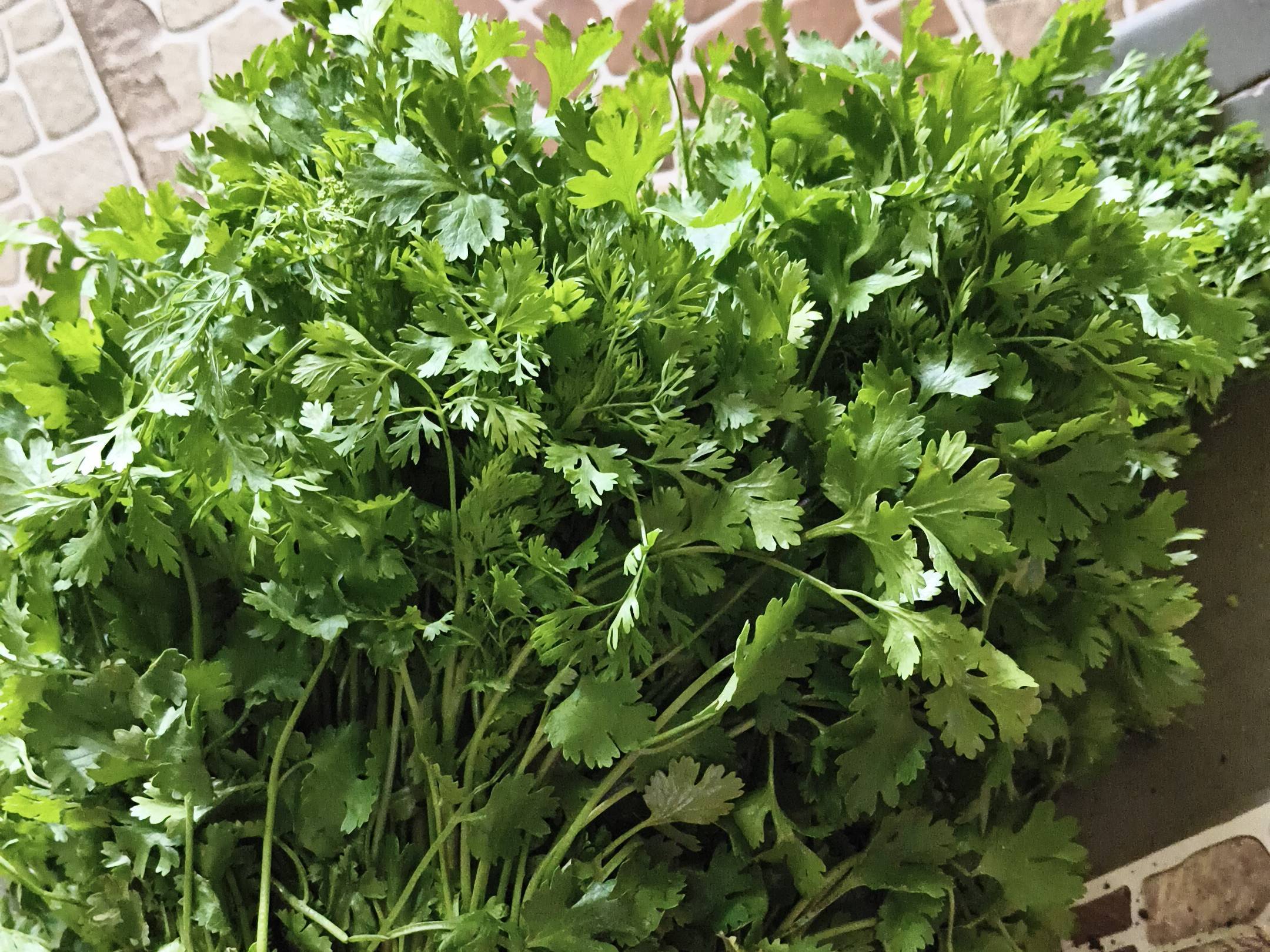 Coriander Leave बिक्री के लिए, धाराशिव, महाराष्ट्र
