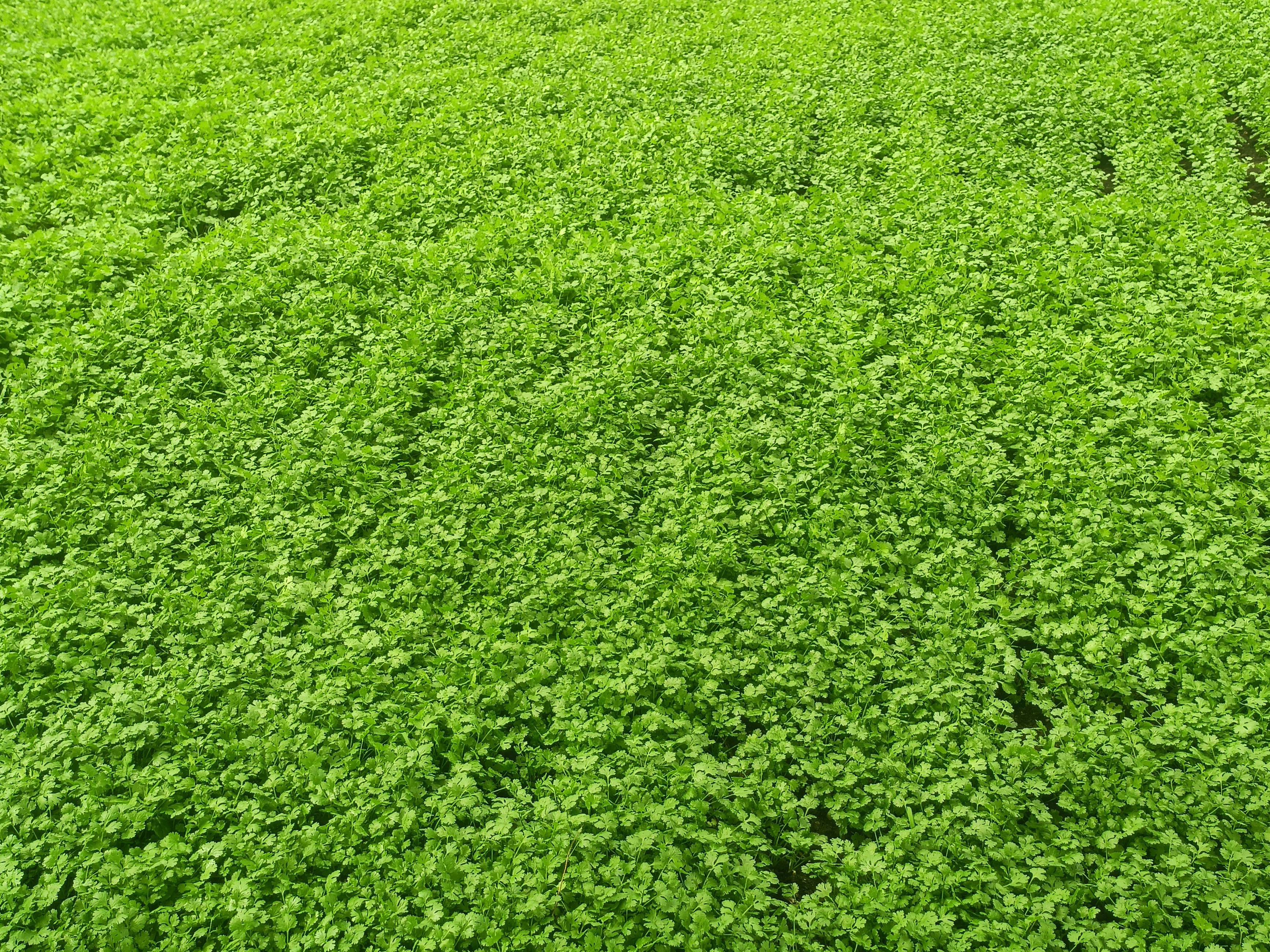 Coriander Leave बिक्री के लिए, लातूर, महाराष्ट्र