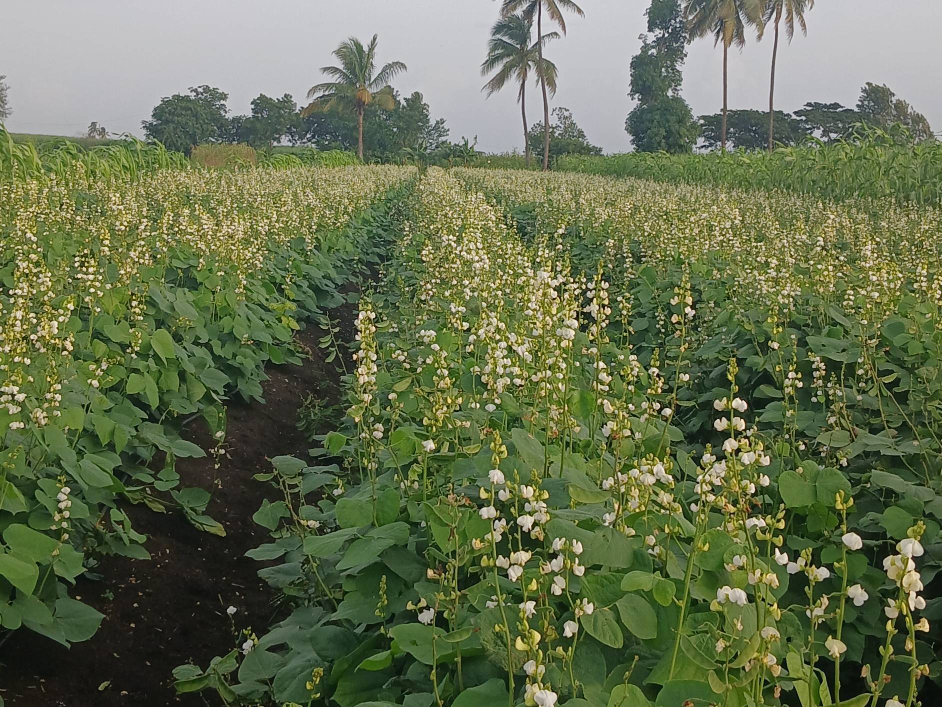 Broad Beans बिक्री के लिए, सांगली, महाराष्ट्र