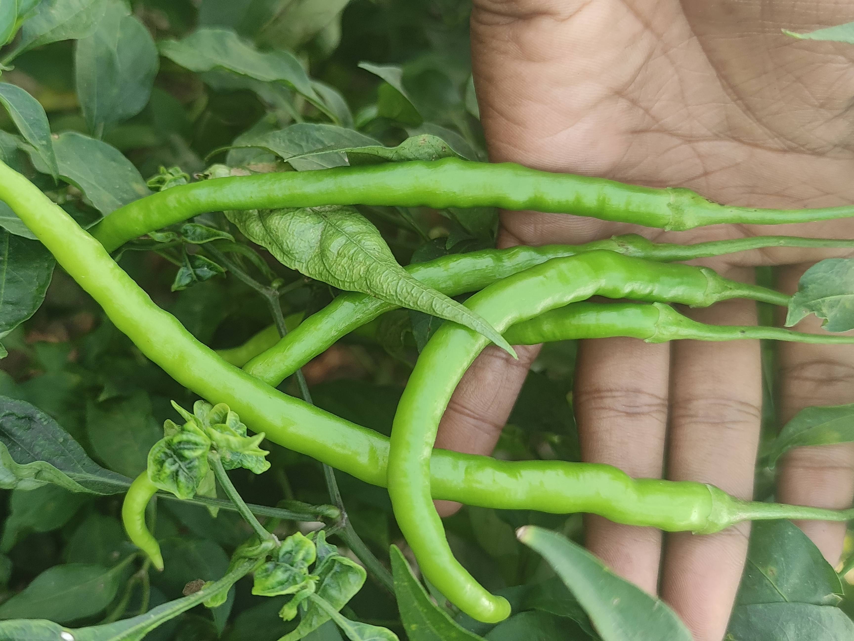 Jwala Chilli for sale in Nashik, Maharashtra