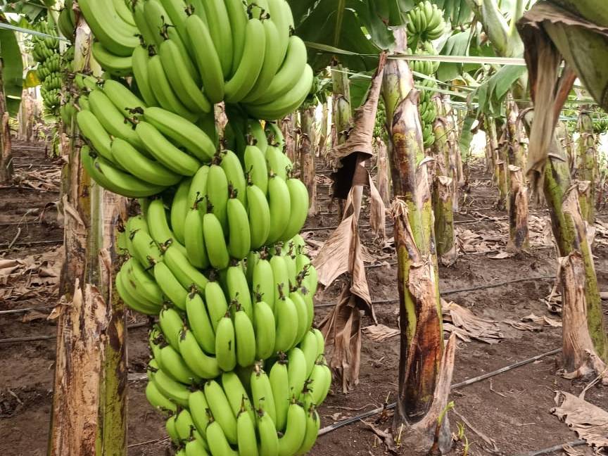 Banana Cavendish Banana