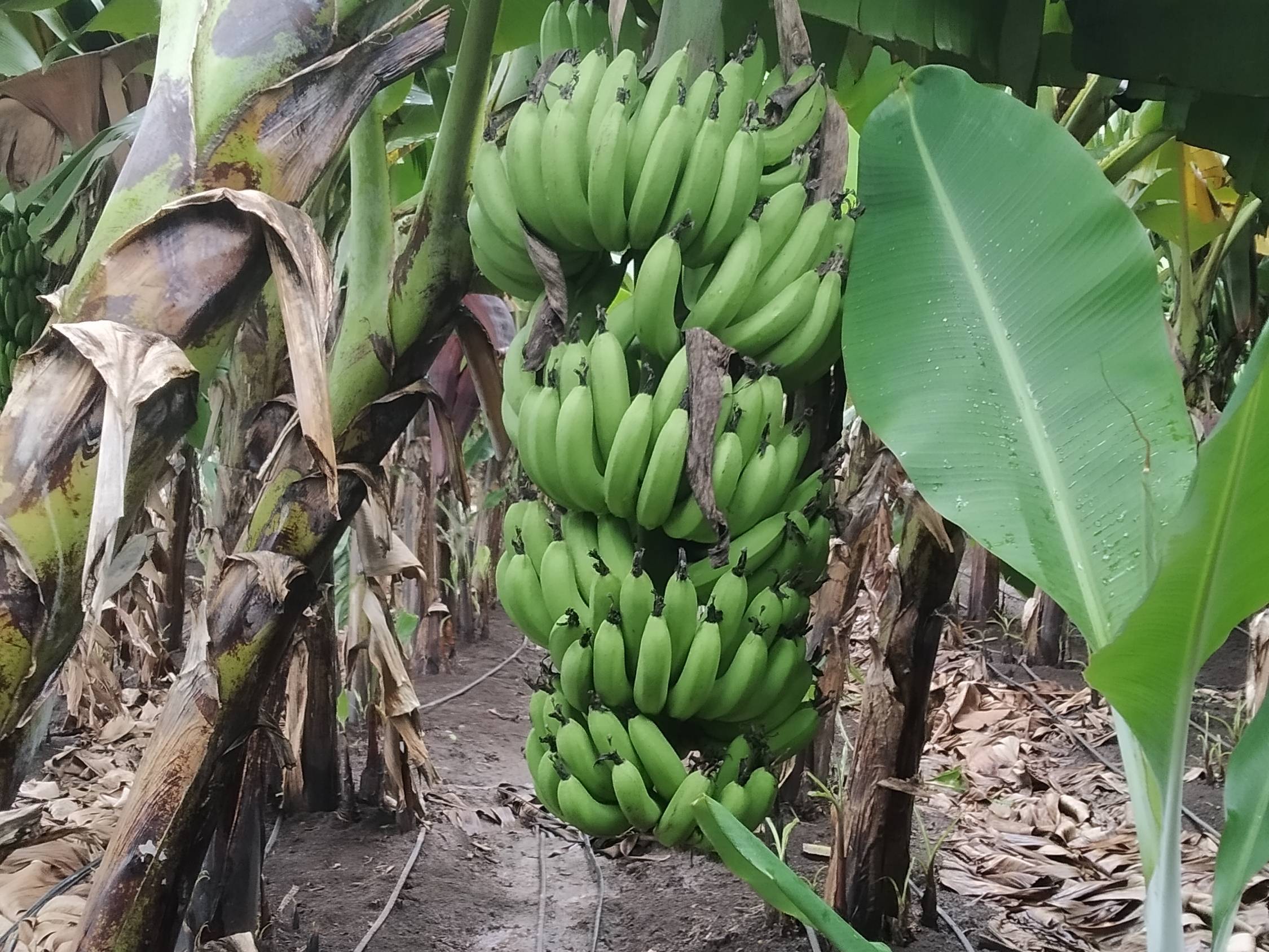 Grand Naine (G9) Banana for sale in Sangli, Maharashtra
