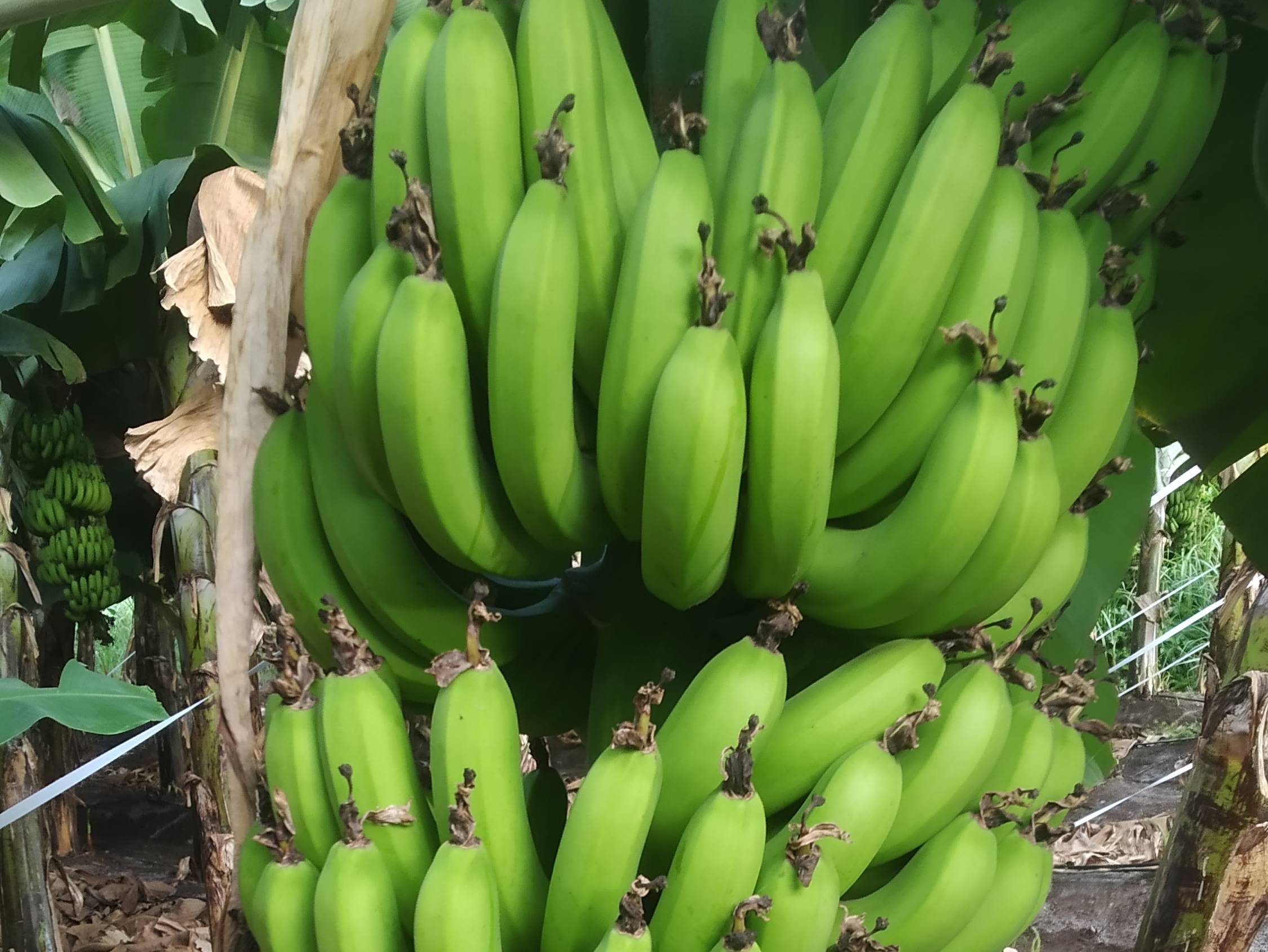 Grand Naine (G9) Banana for sale in Sangli, Maharashtra