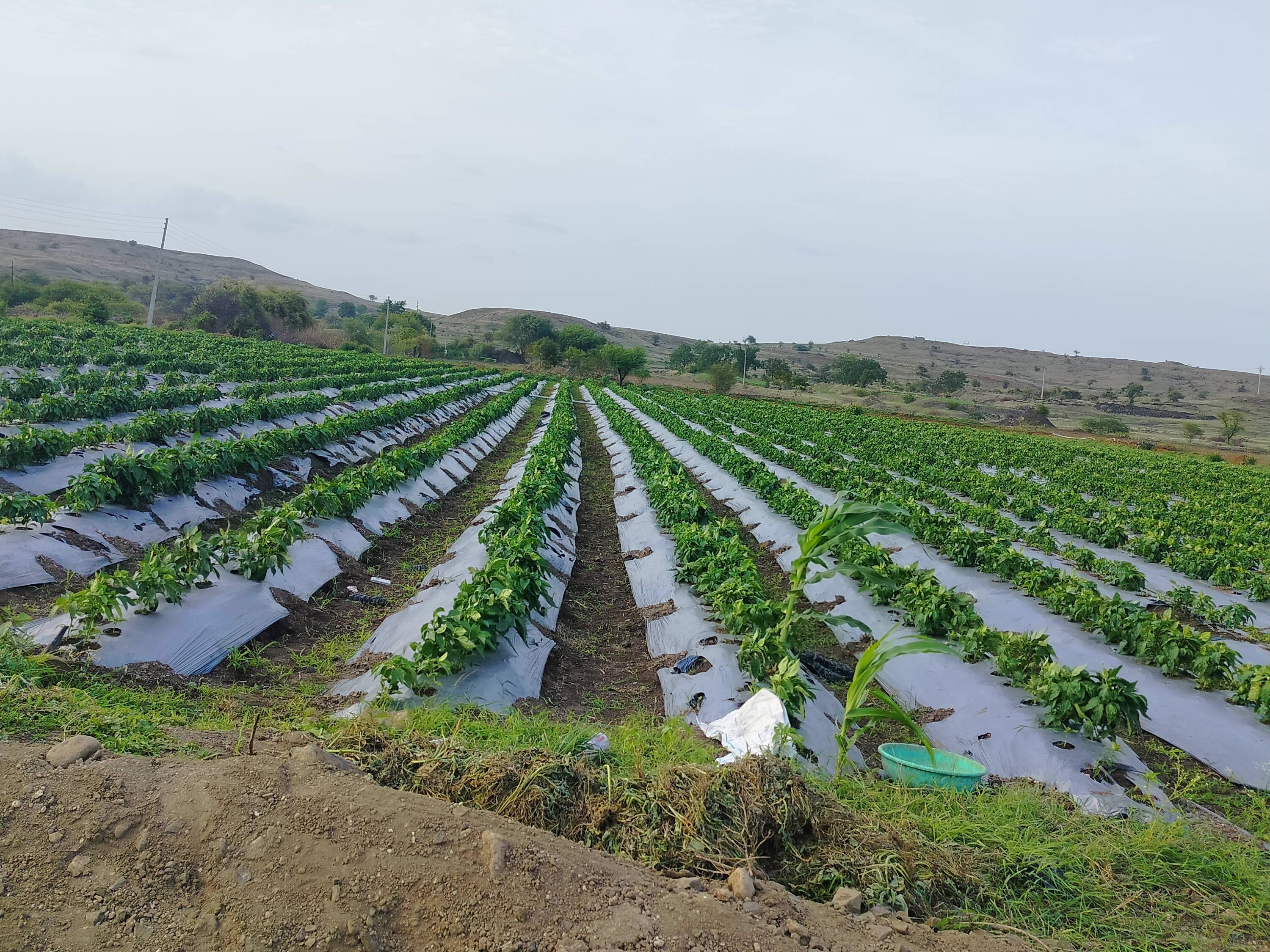 Huntington for sale in Satara, Maharashtra