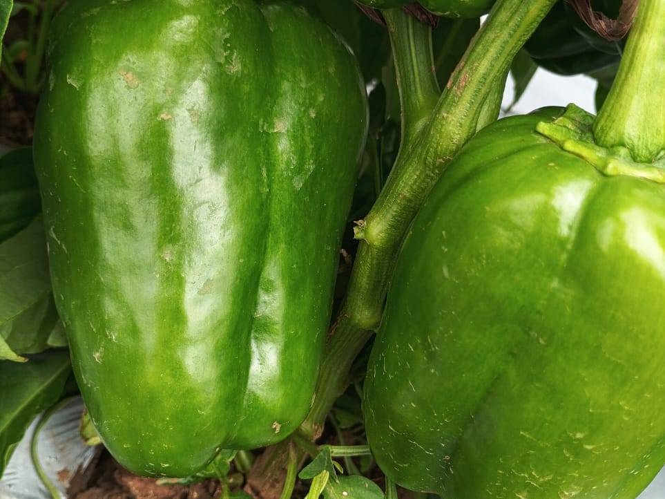 Huntington for sale in Satara, Maharashtra