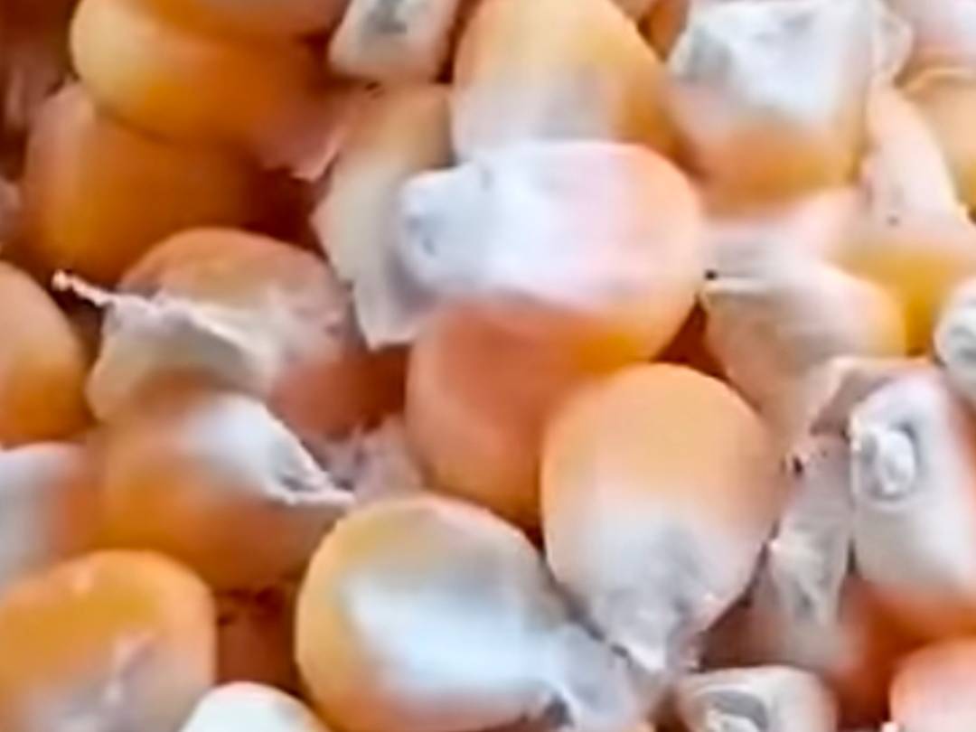 Dent Corn विक्रीसाठी, अलवर, राजस्थान