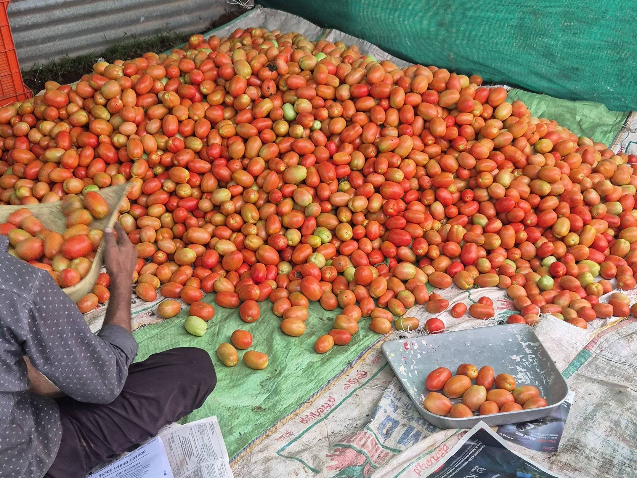 Atharva Tomato for sale in Belgaum, Karnataka