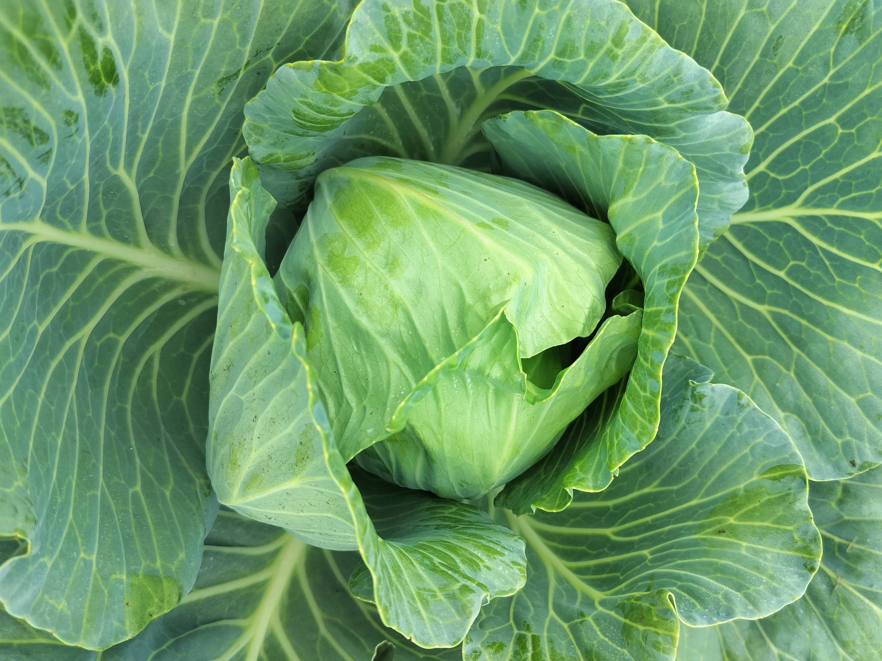 Green Cabbage विक्रीसाठी, पुणे, महाराष्ट्र