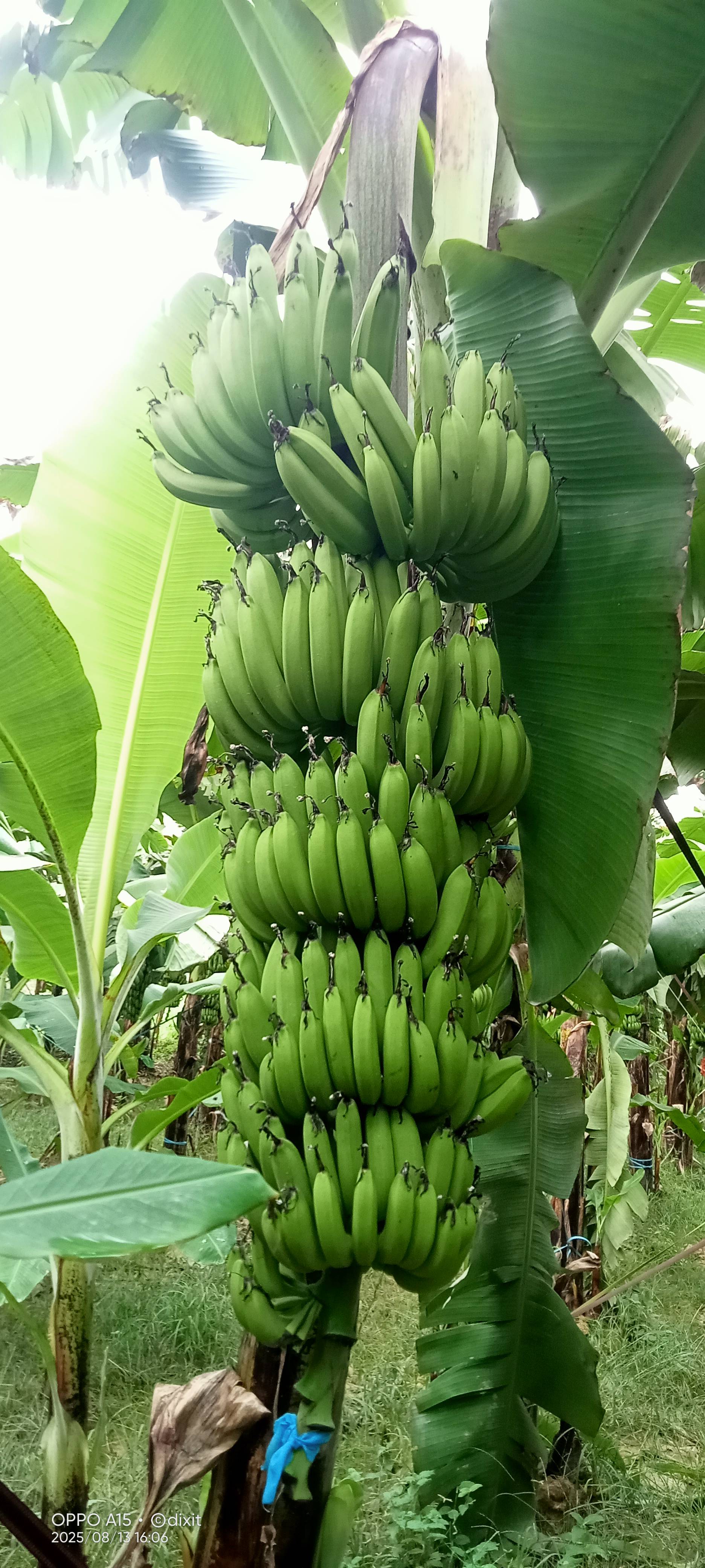 Banana Robusta