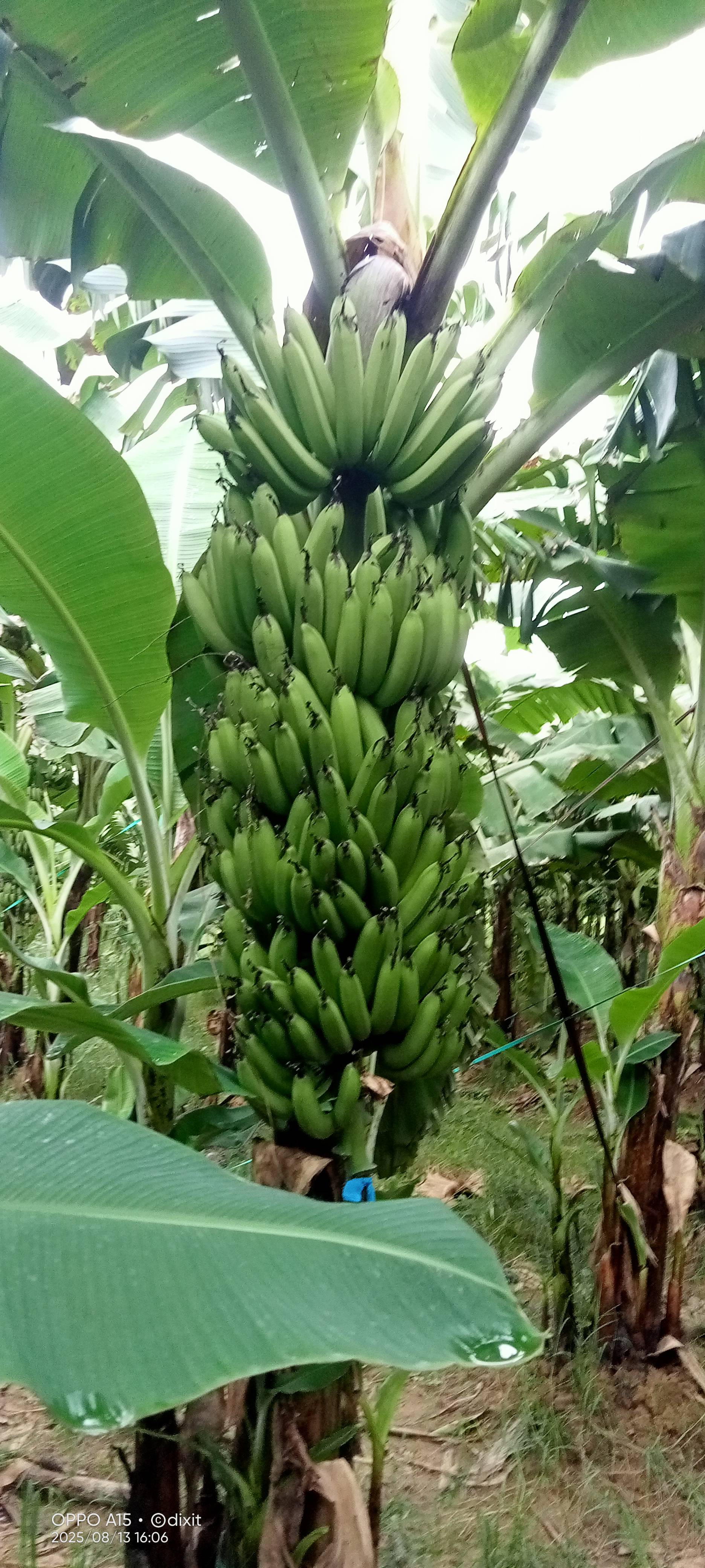 Robusta विक्रीसाठी, हरदोई, उत्तर प्रदेश