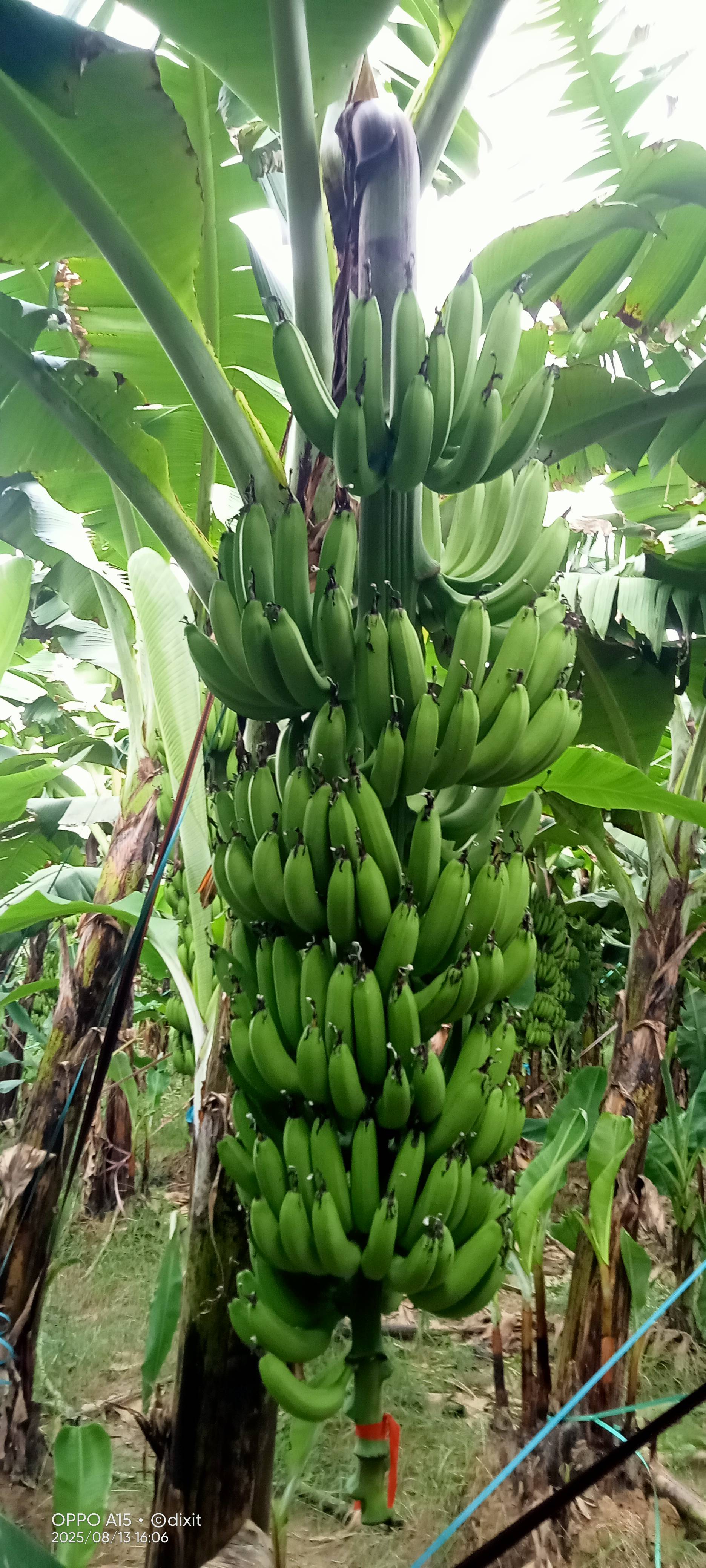 Robusta विक्रीसाठी, हरदोई, उत्तर प्रदेश