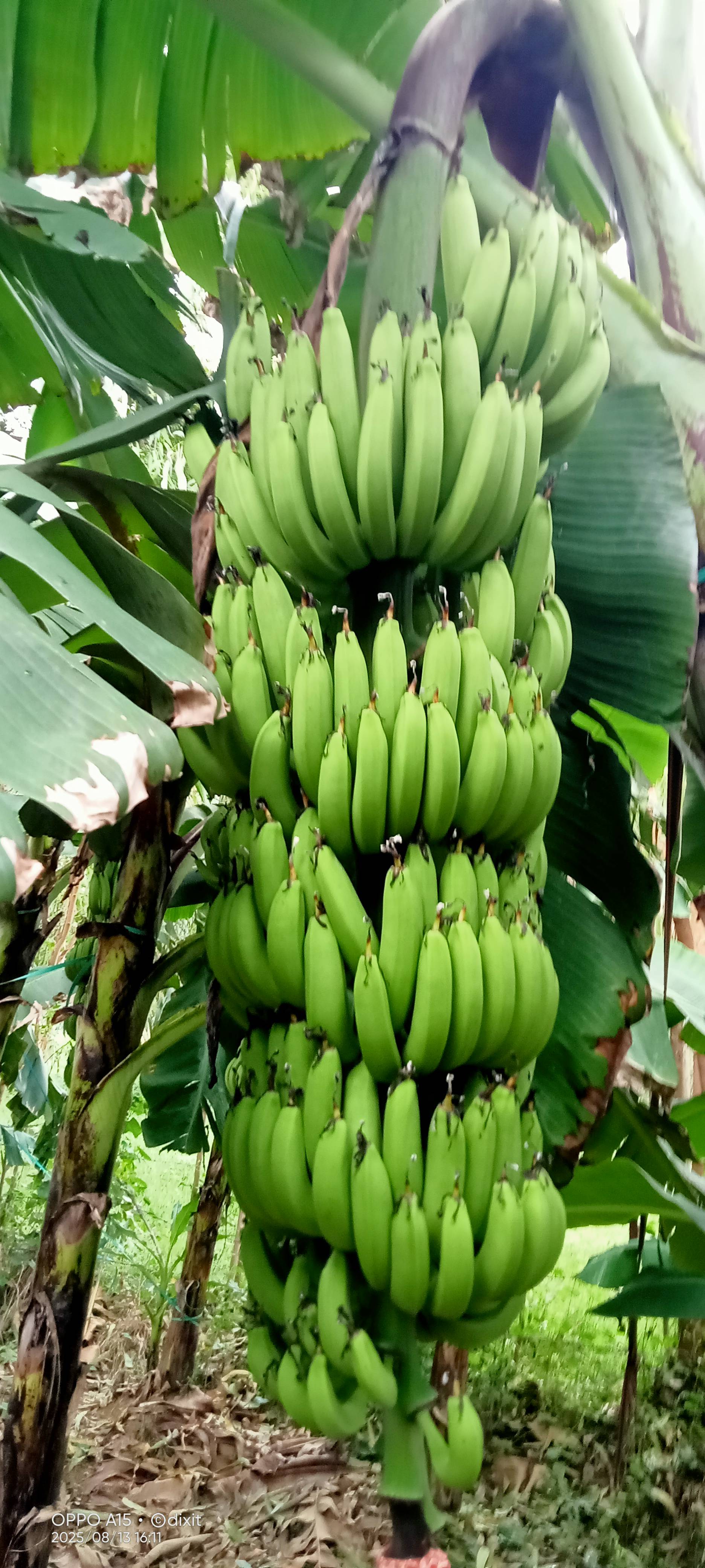 Robusta विक्रीसाठी, हरदोई, उत्तर प्रदेश