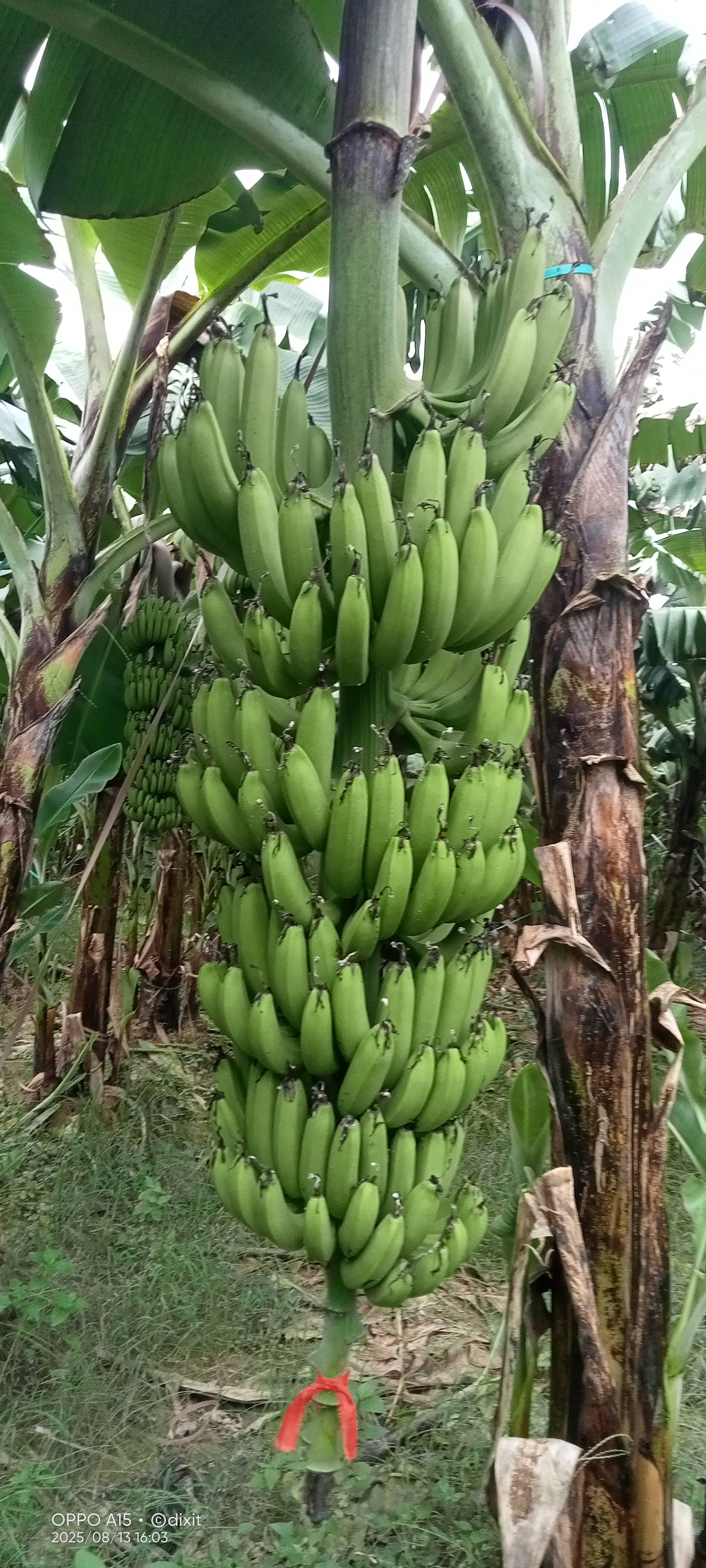 Robusta विक्रीसाठी, हरदोई, उत्तर प्रदेश