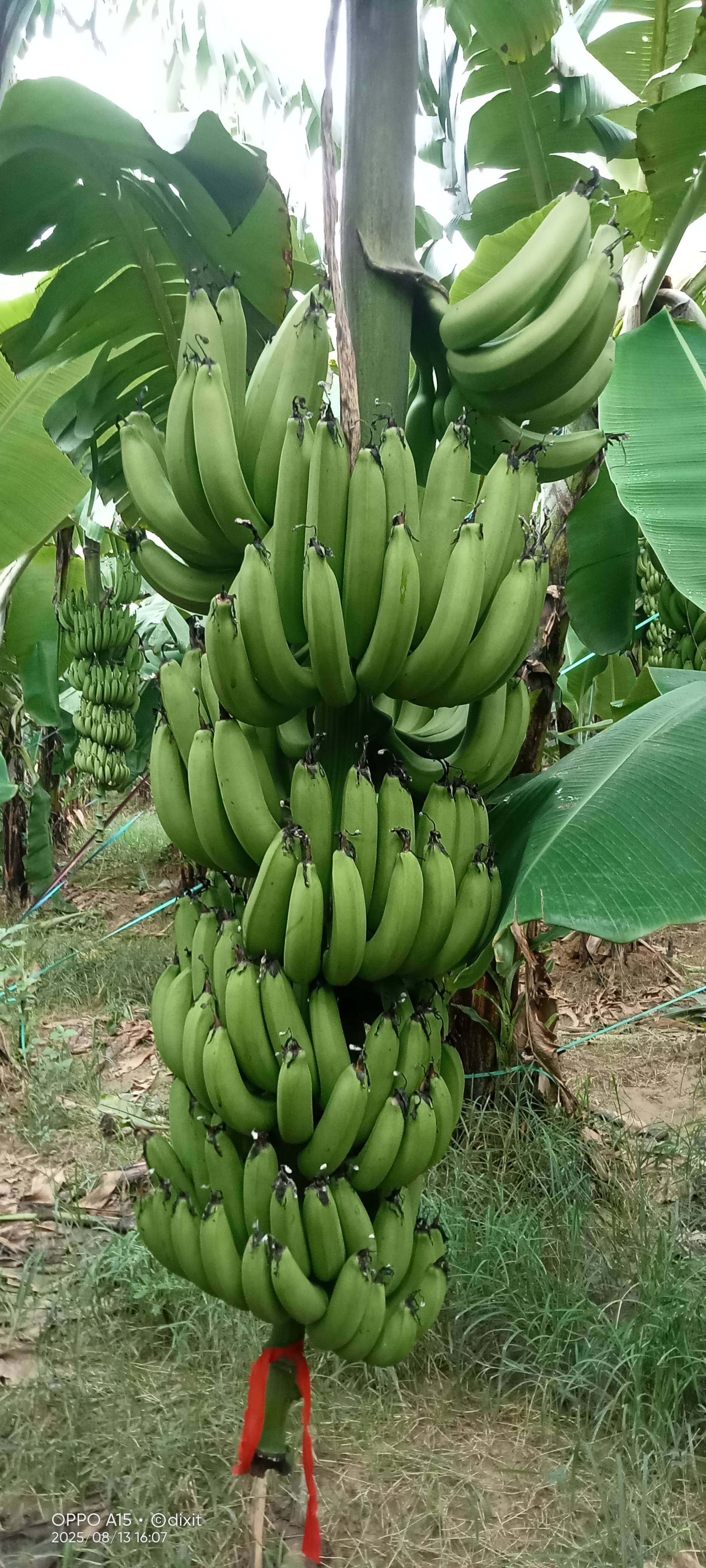 Robusta विक्रीसाठी, हरदोई, उत्तर प्रदेश