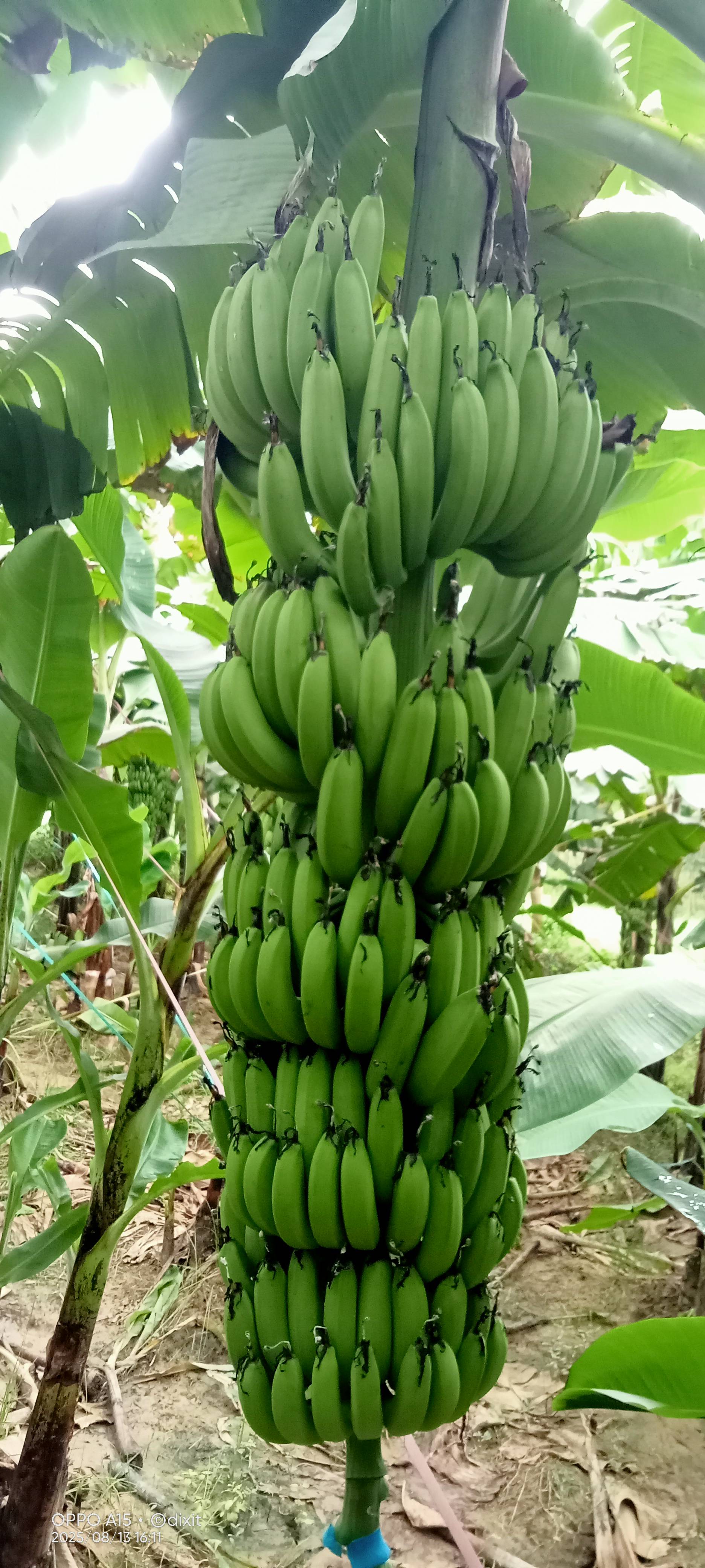 Robusta विक्रीसाठी, हरदोई, उत्तर प्रदेश