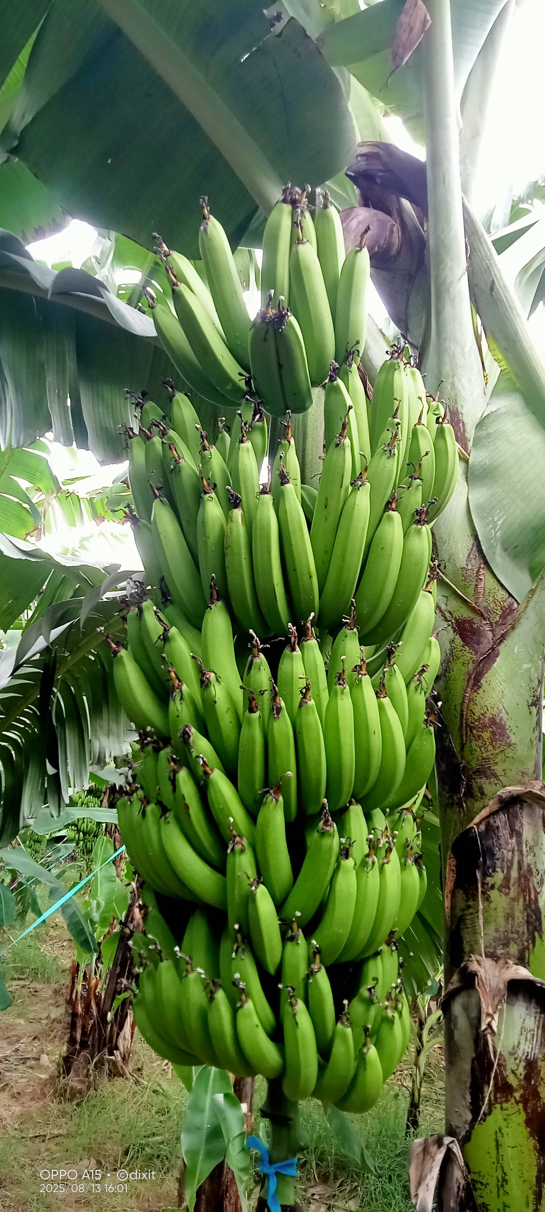 Robusta विक्रीसाठी, हरदोई, उत्तर प्रदेश