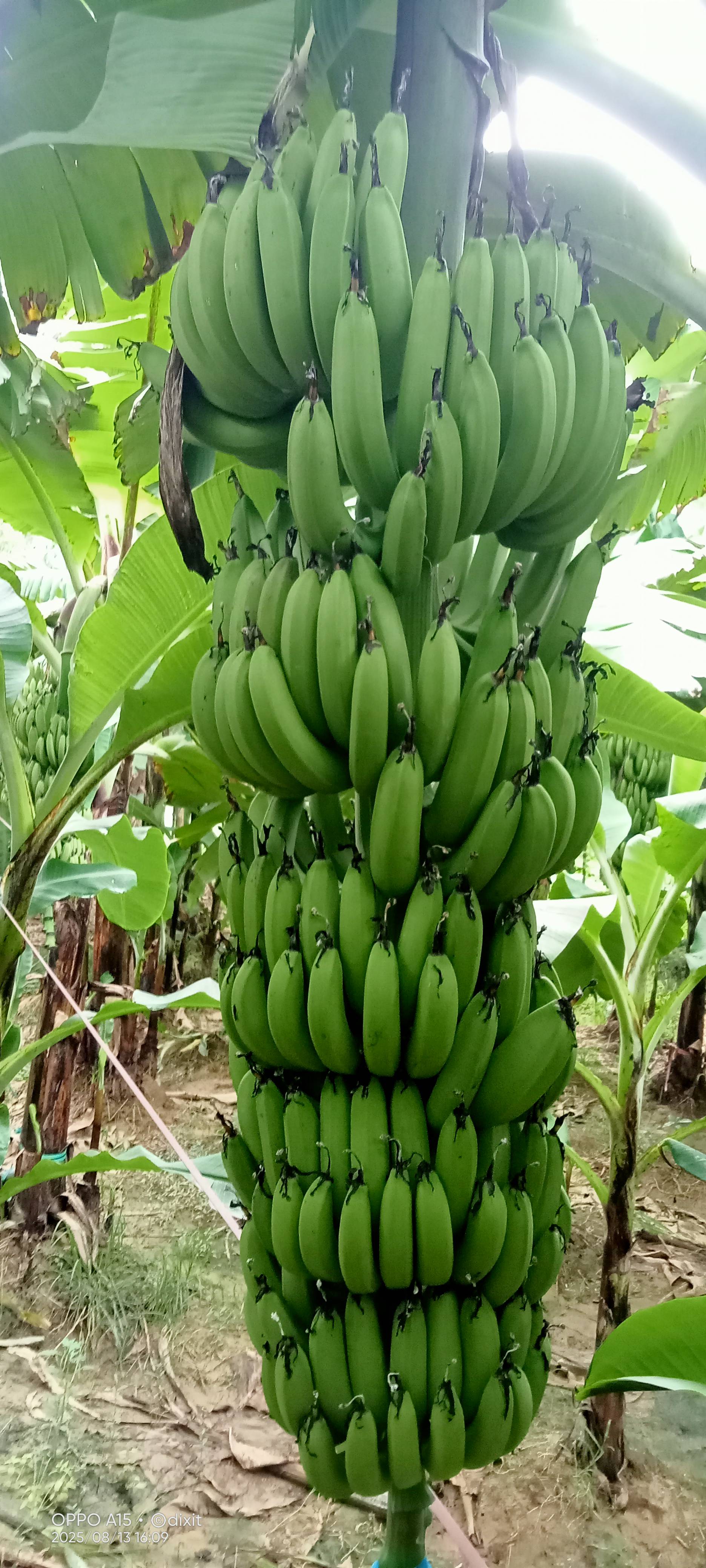 Robusta विक्रीसाठी, हरदोई, उत्तर प्रदेश