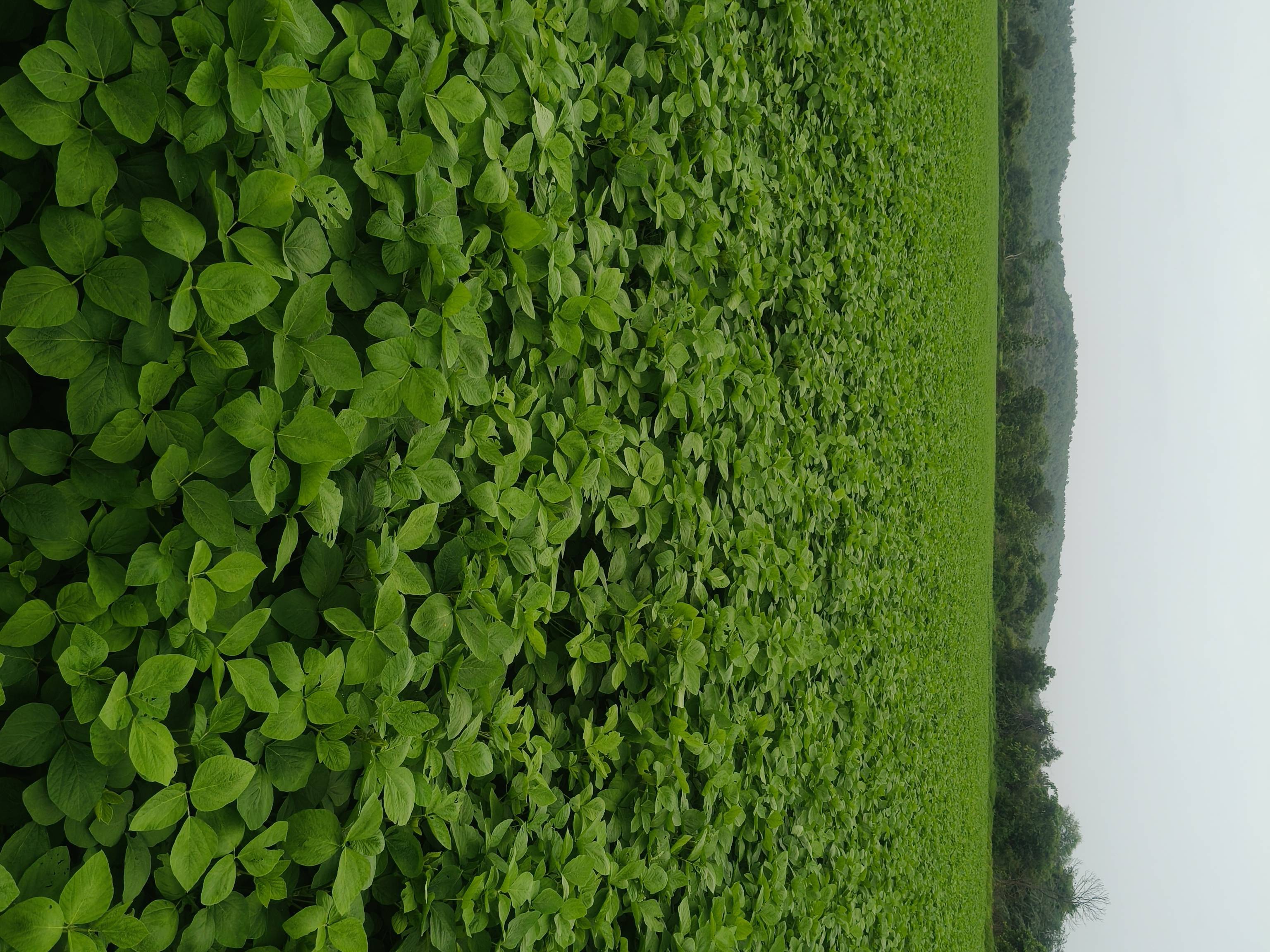 Yellow Soybean for sale in Yavatmal, Maharashtra