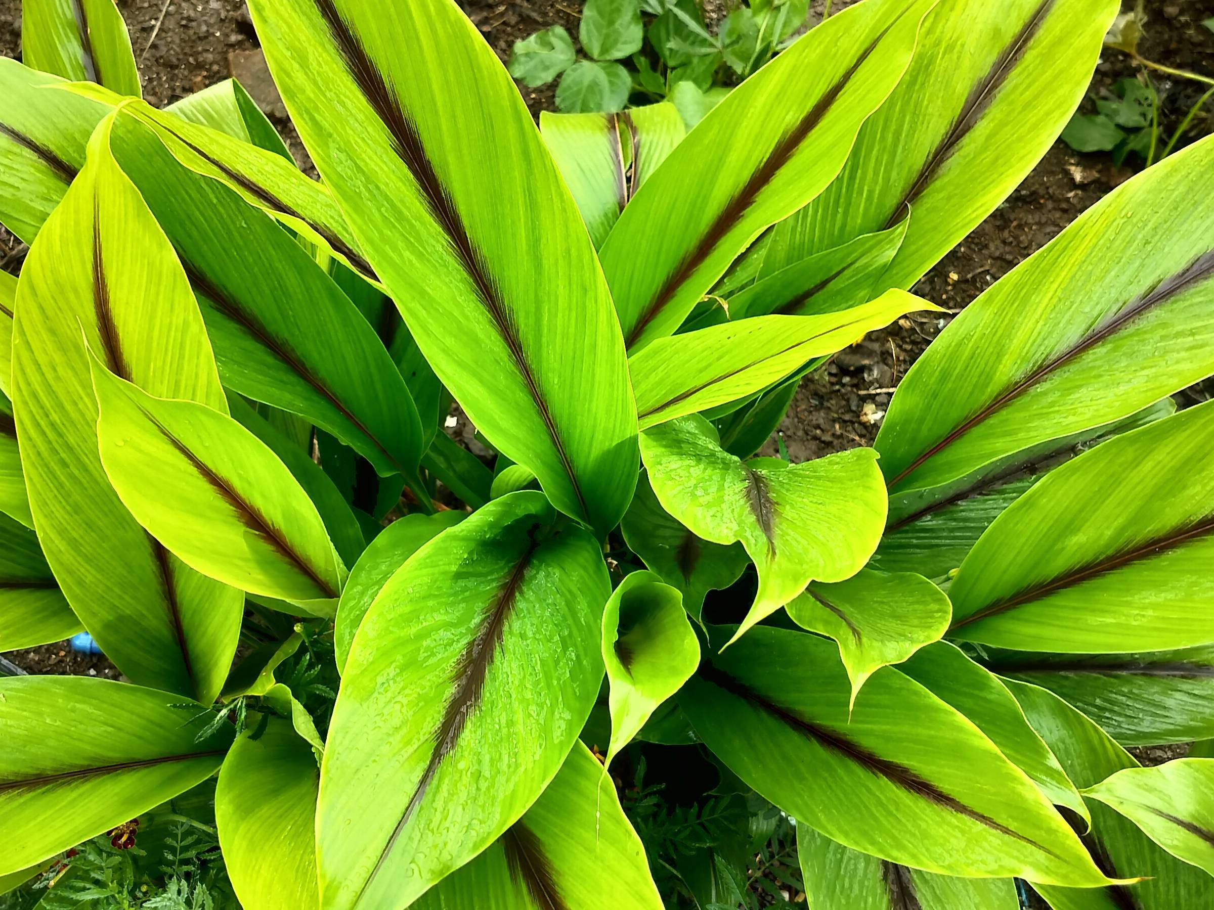 Black Turmeric Plants विक्रीसाठी, पुणे, महाराष्ट्र