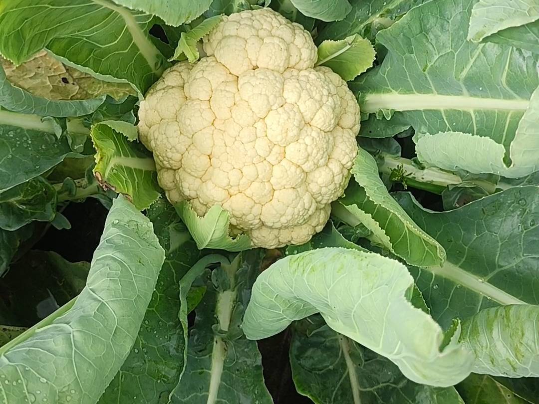 Early Cauliflower विक्रीसाठी, नाशिक, महाराष्ट्र