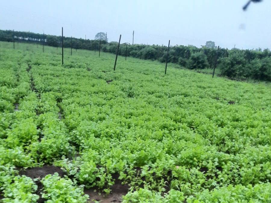 Coriander Leave बिक्री के लिए, नासिक, महाराष्ट्र