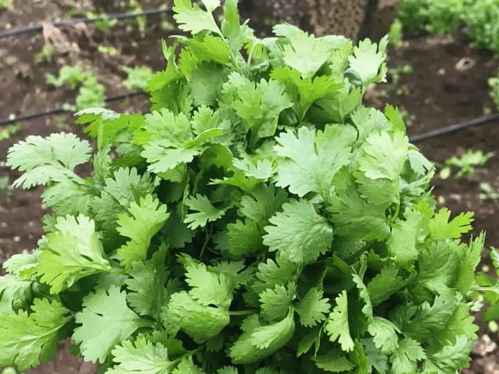 Coriander Leave बिक्री के लिए, नासिक, महाराष्ट्र