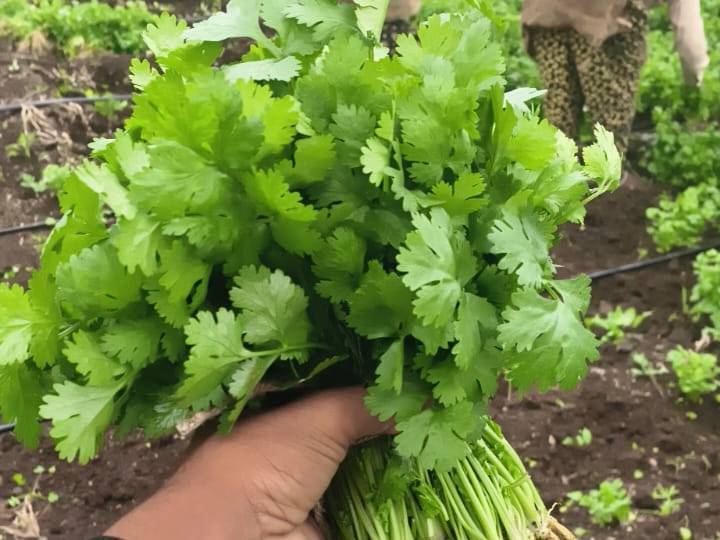 Coriander Leave बिक्री के लिए, नासिक, महाराष्ट्र