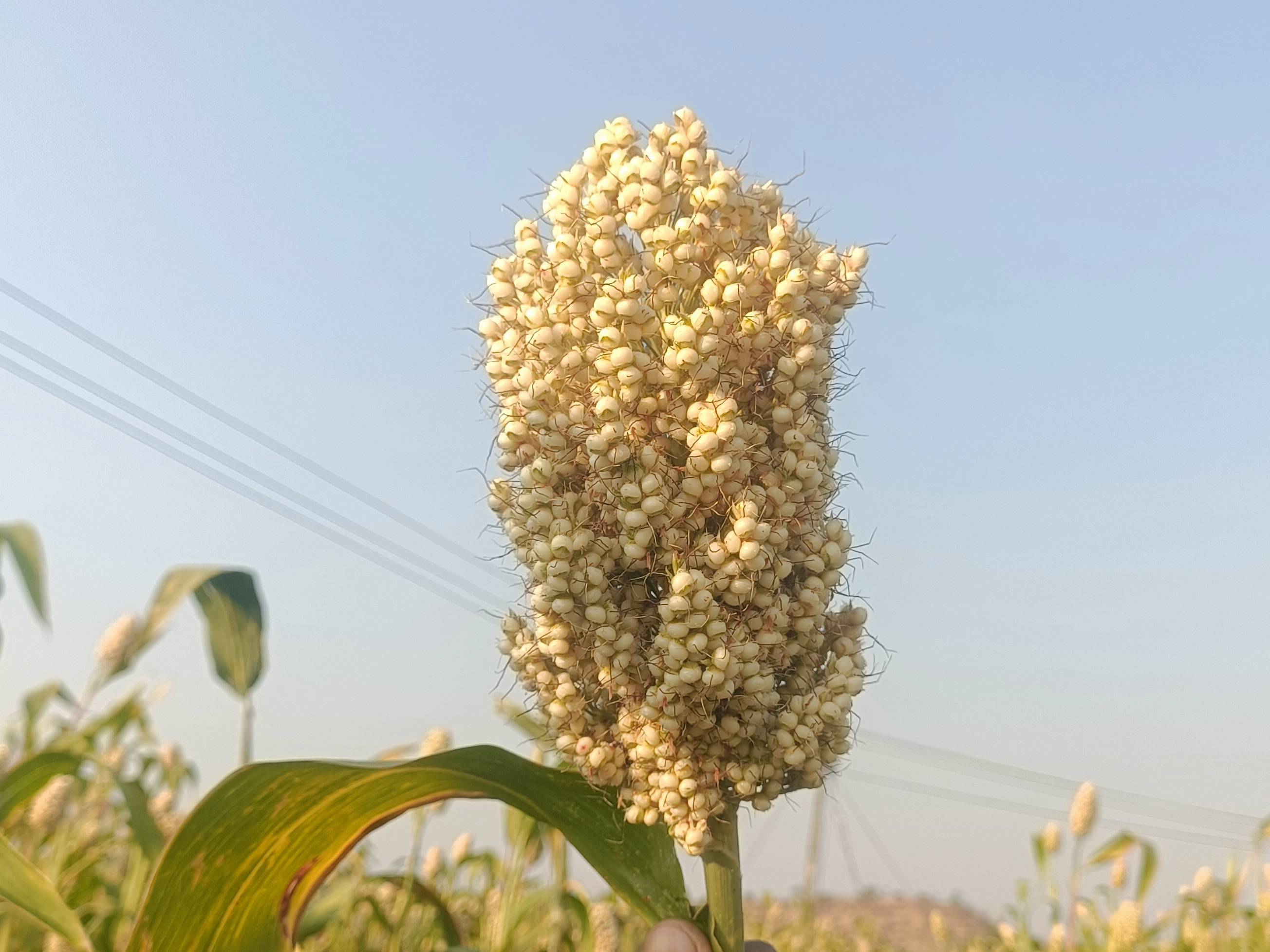 Tender sorghum (fresh green sorghum) विक्रीसाठी, अहिल्यानगर, महाराष्ट्र