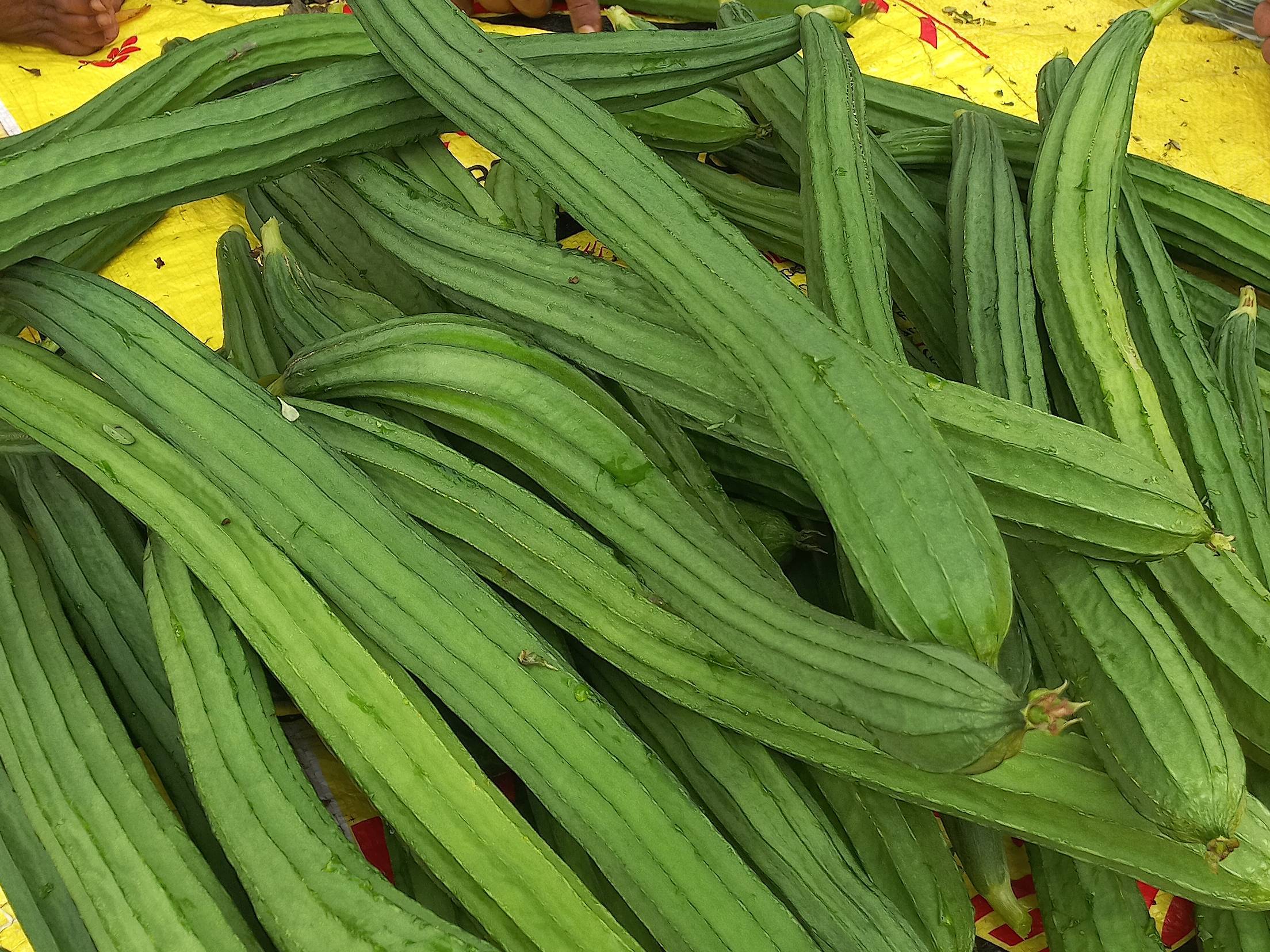 Ridge Gourd for sale in Dharashiv, Maharashtra