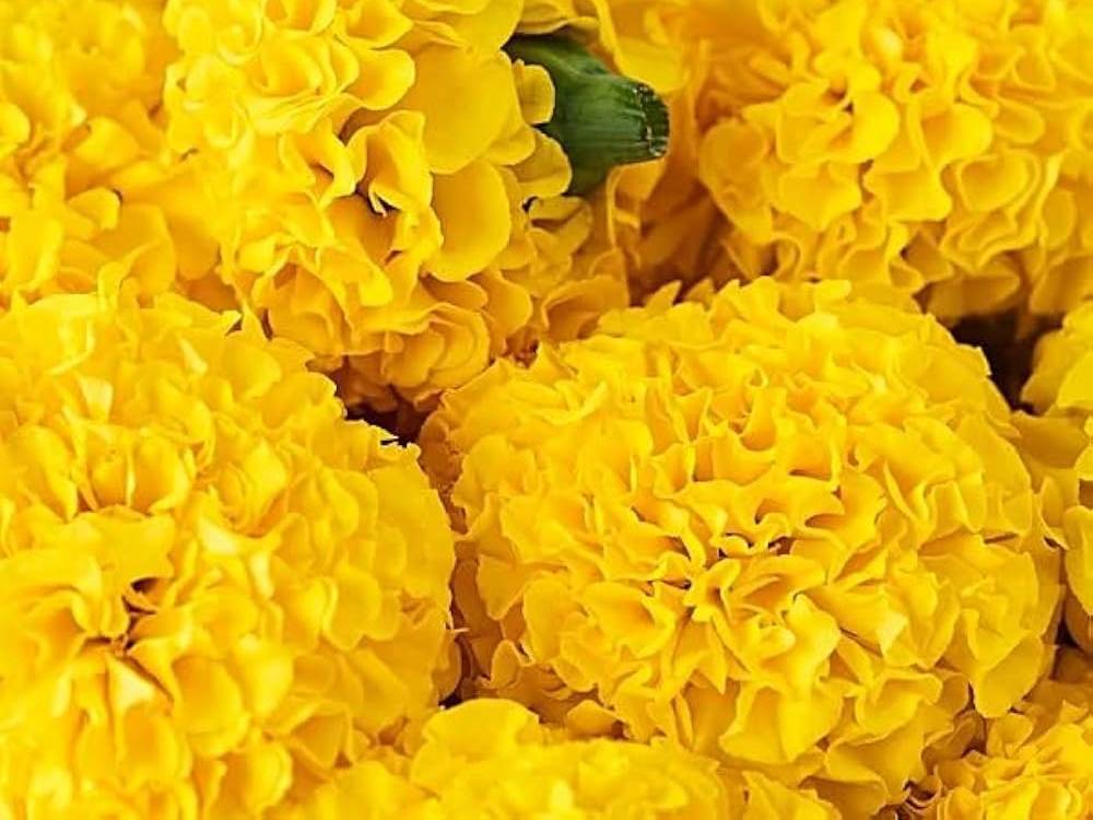 Marigold Yellow Marigold