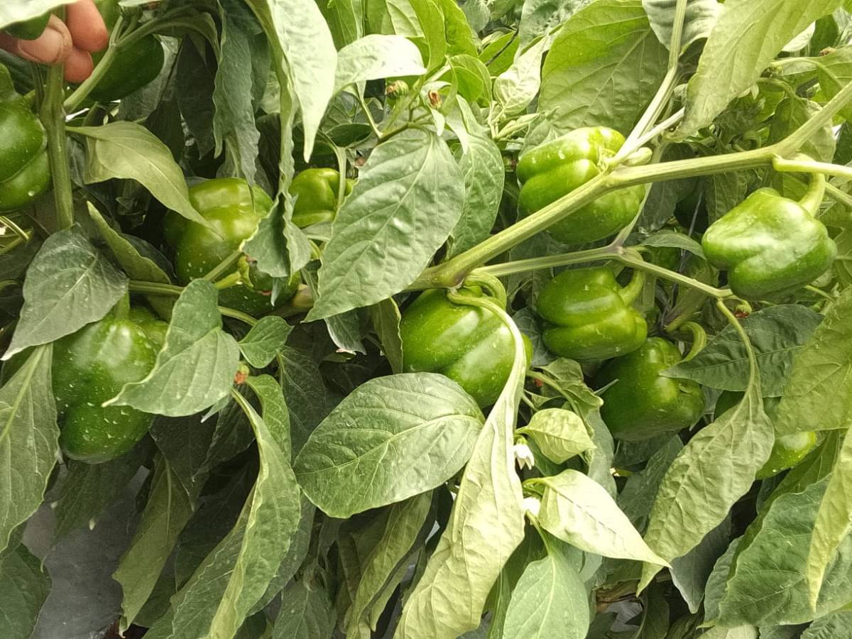 Huntington for sale in Solapur, Maharashtra
