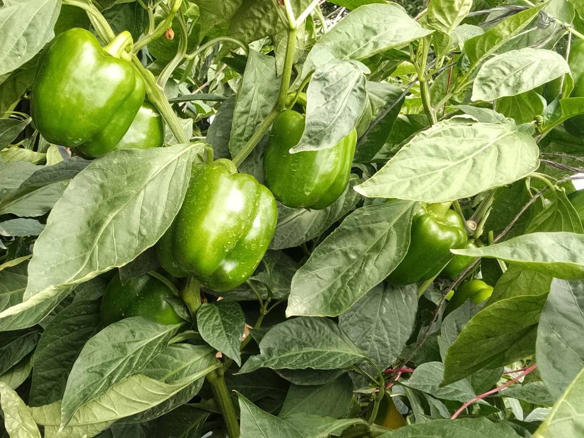 Huntington for sale in Solapur, Maharashtra