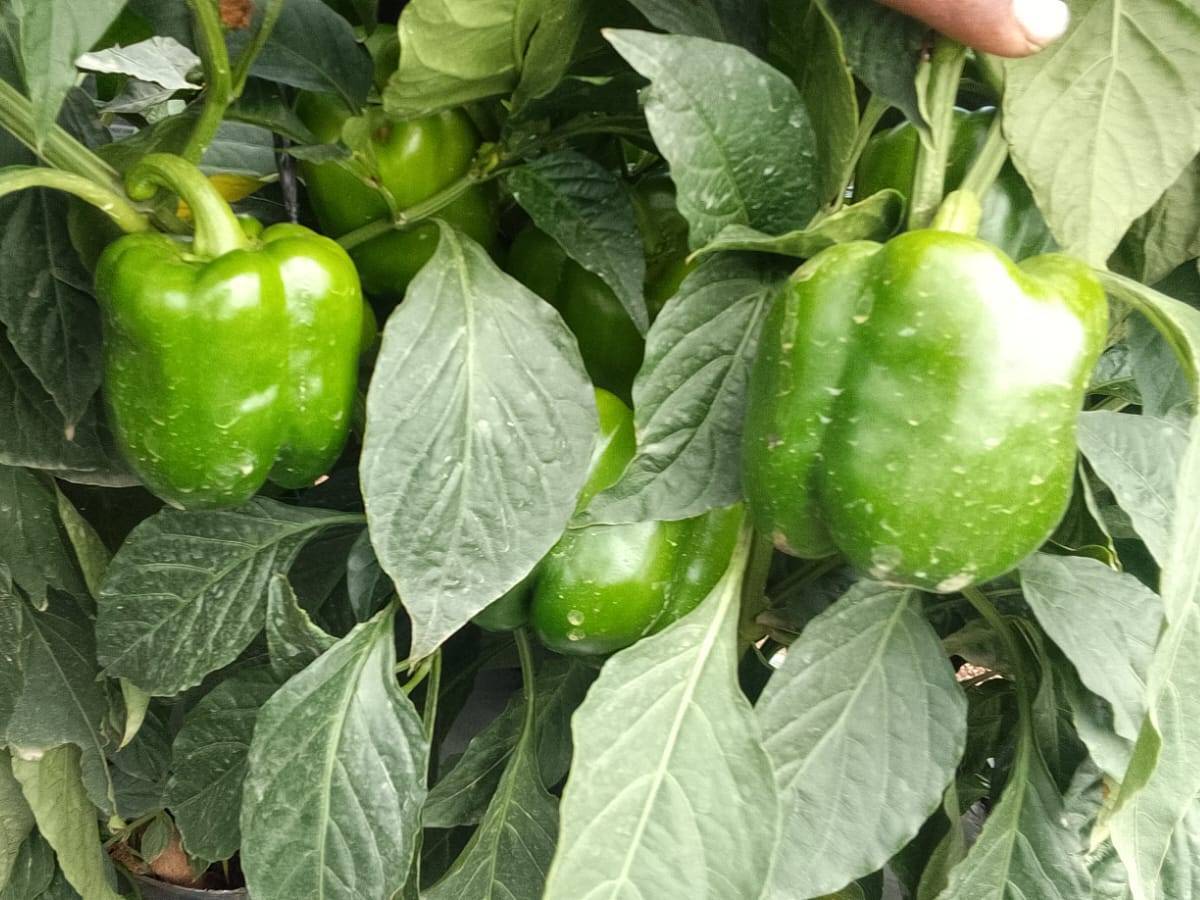 Huntington for sale in Solapur, Maharashtra