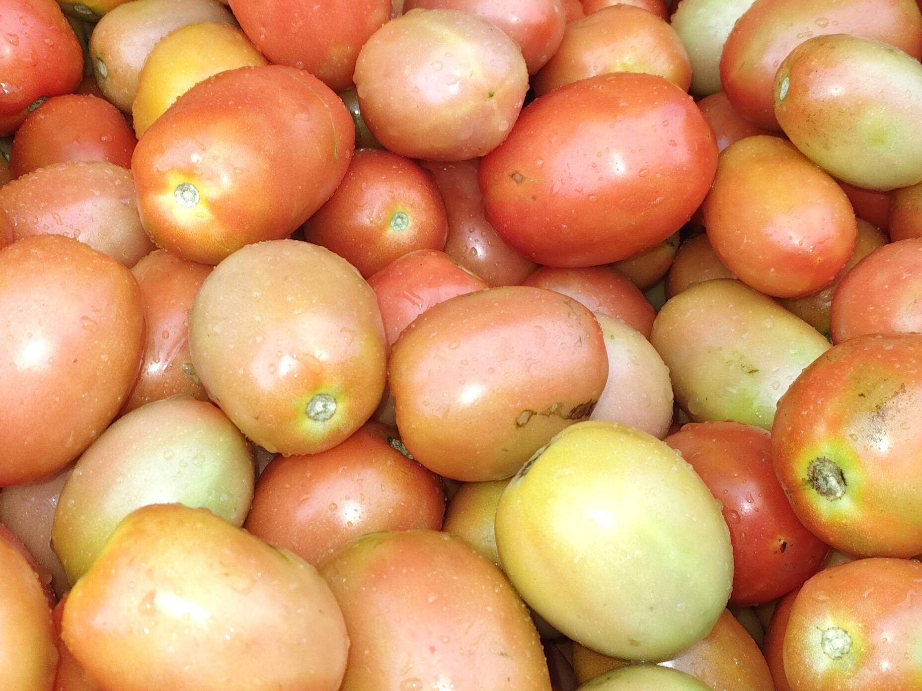 Saaho Tomato विक्रीसाठी, बुलढाणा, महाराष्ट्र