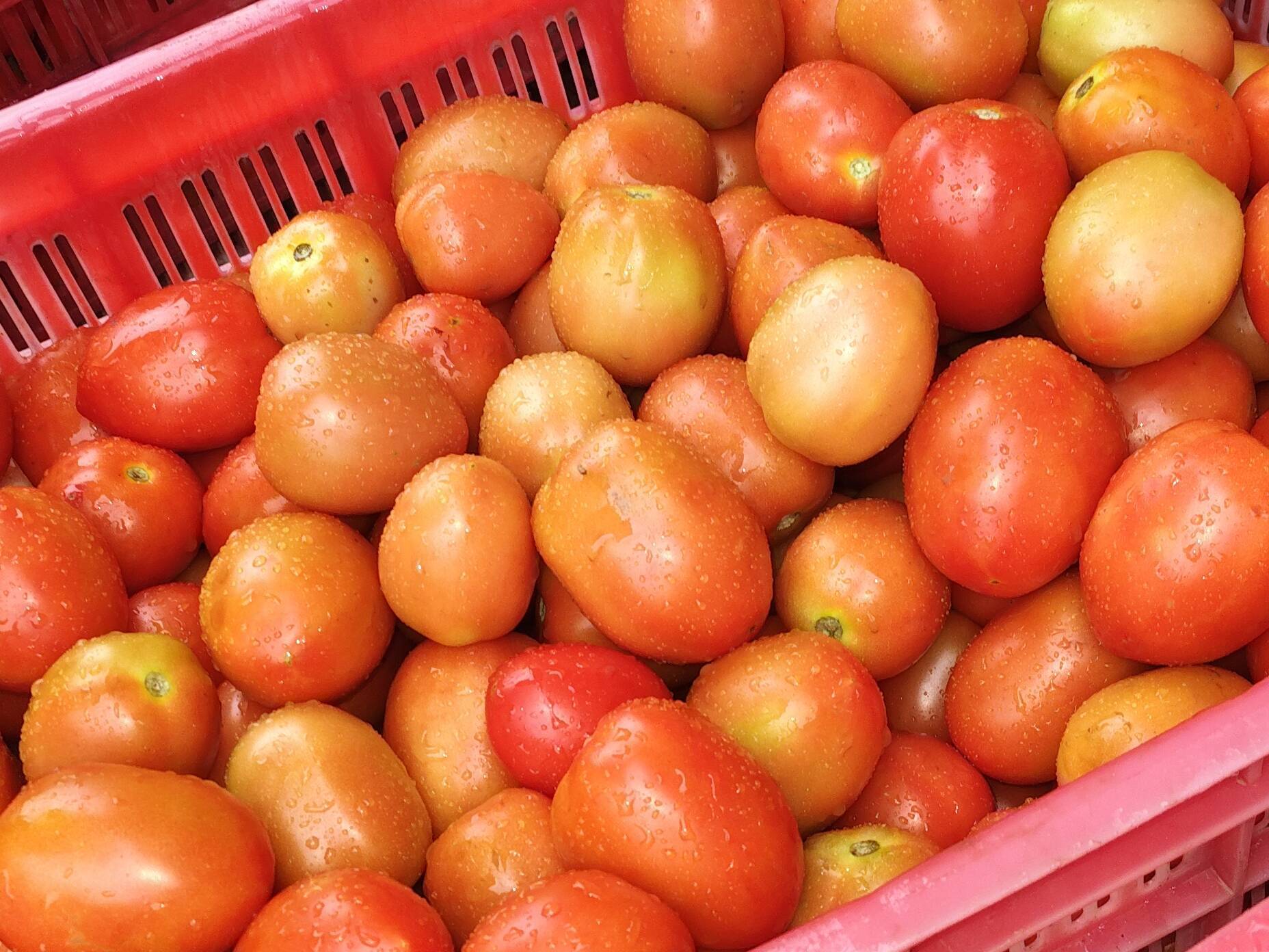 Saaho Tomato विक्रीसाठी, बुलढाणा, महाराष्ट्र
