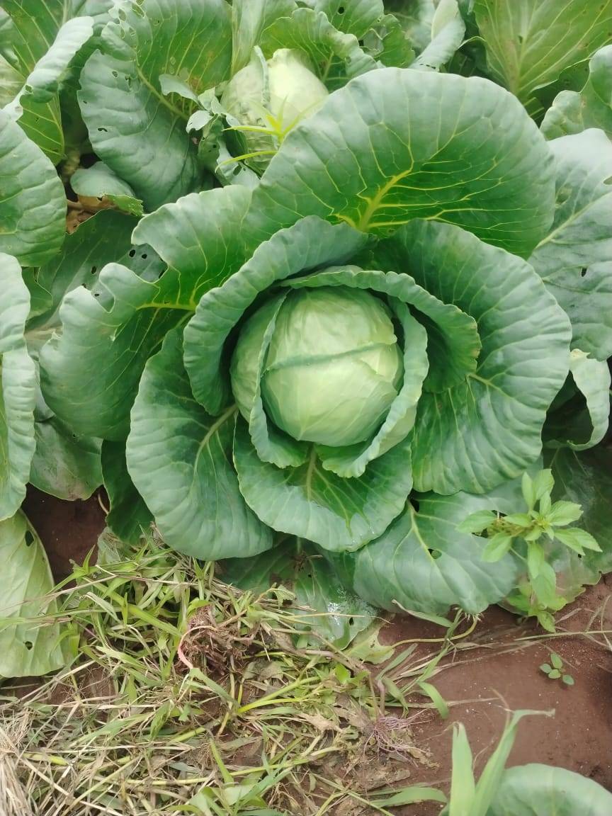 Cabbage Green Cabbage