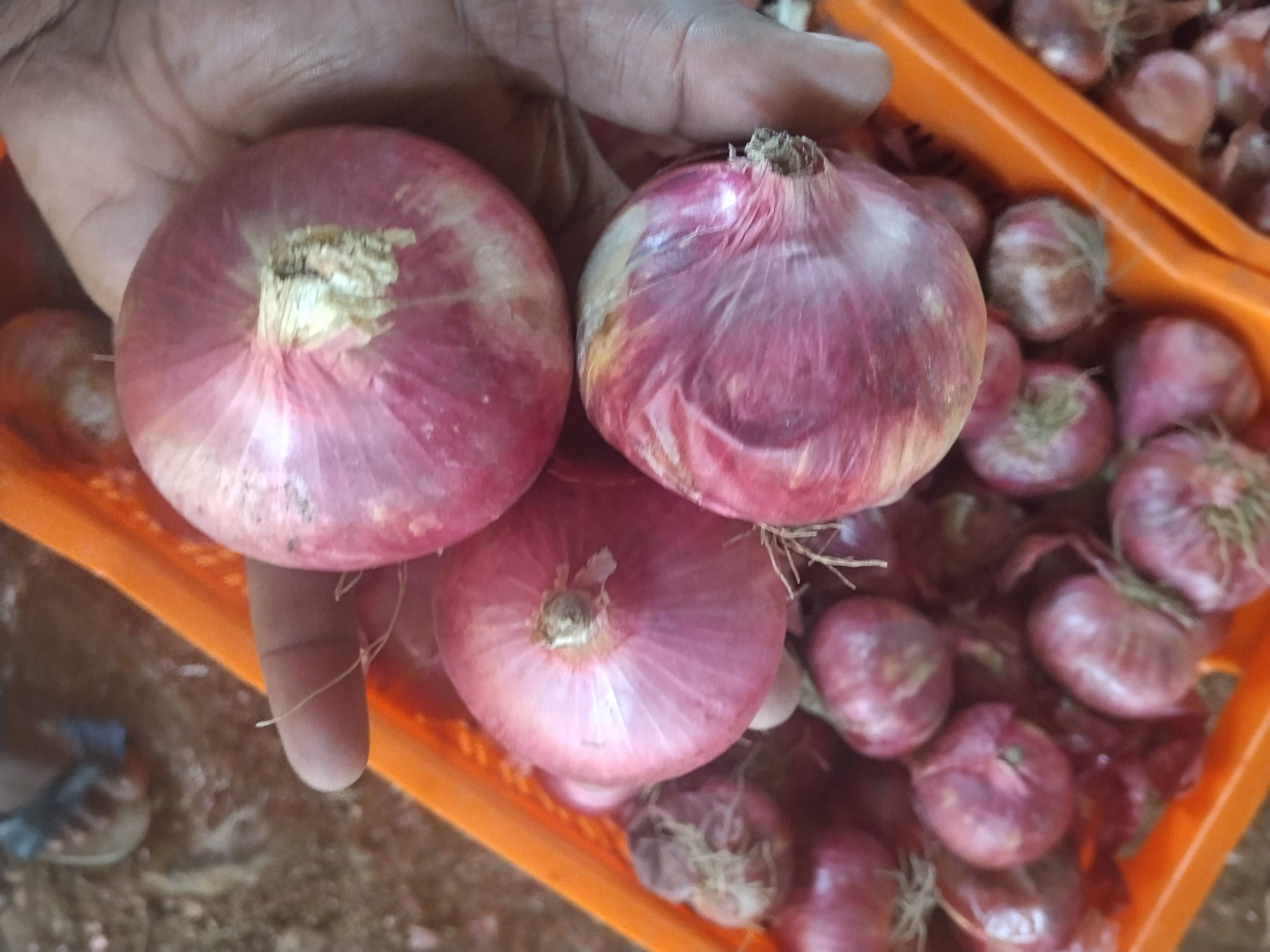 Summer Onion for sale in Sinnar, Maharashtra