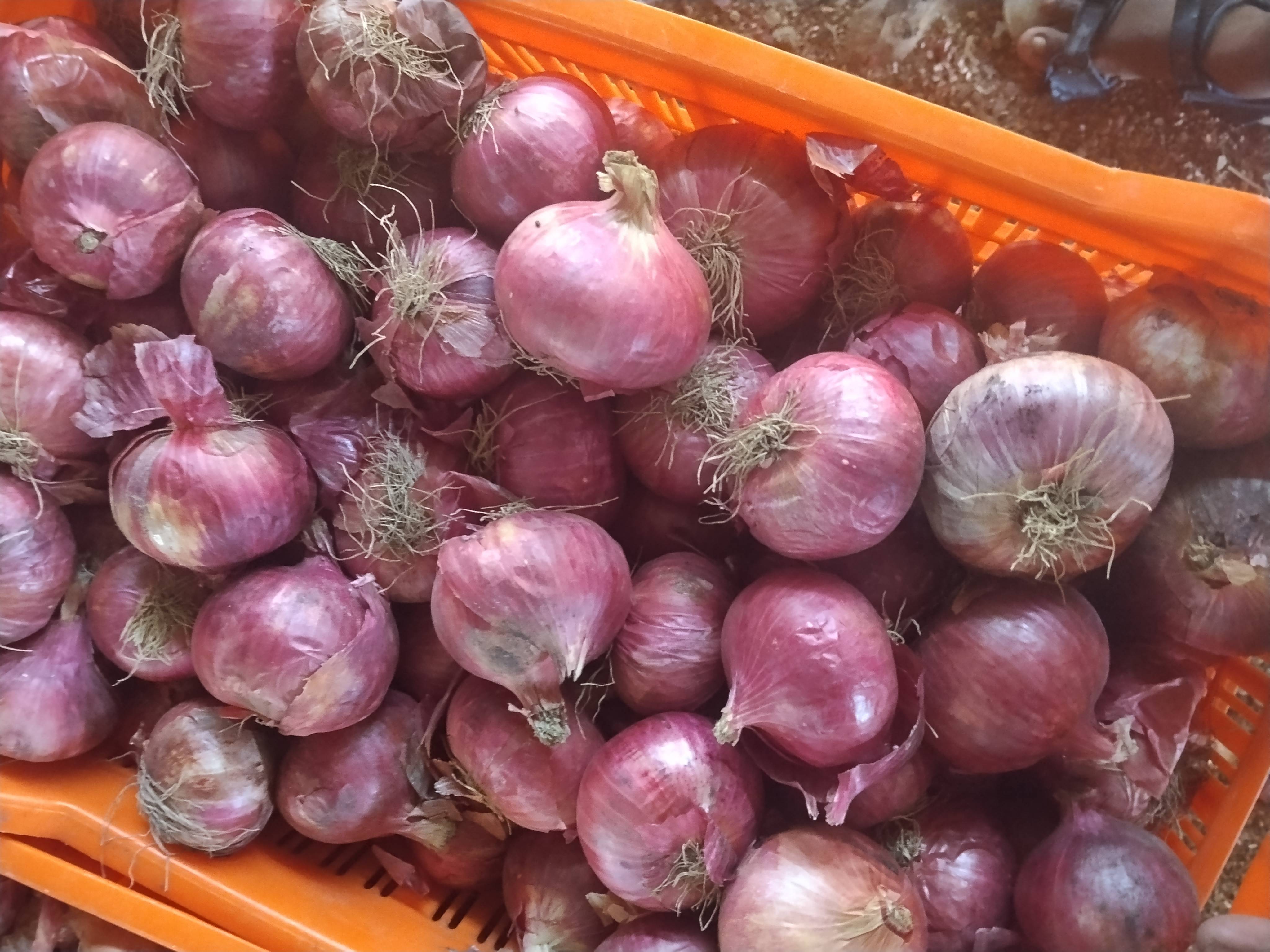 Summer Onion for sale in Sinnar, Maharashtra