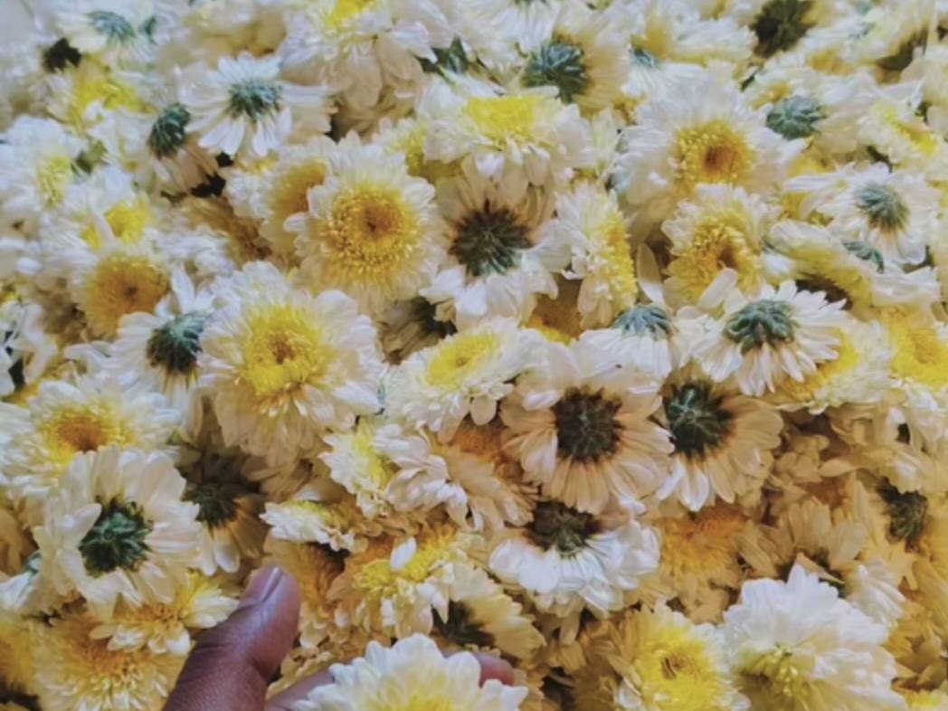 Chrysanthemums White Chrysanthemum