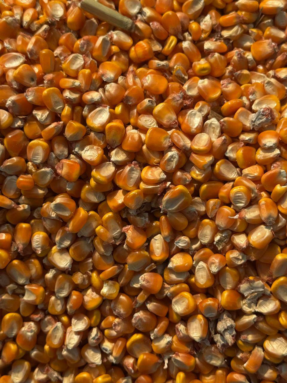 Maize (Corn) Flour Corn