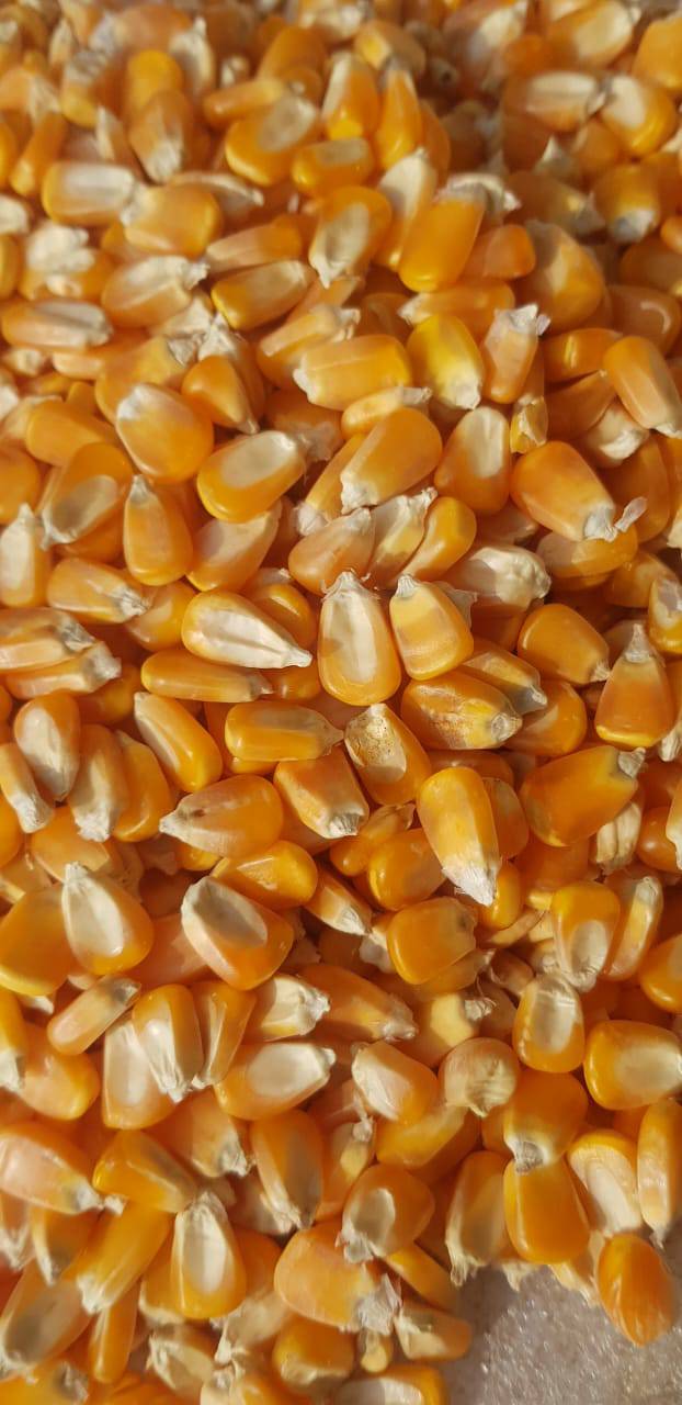 Flour Corn बिक्री के लिए, धुले, महाराष्ट्र