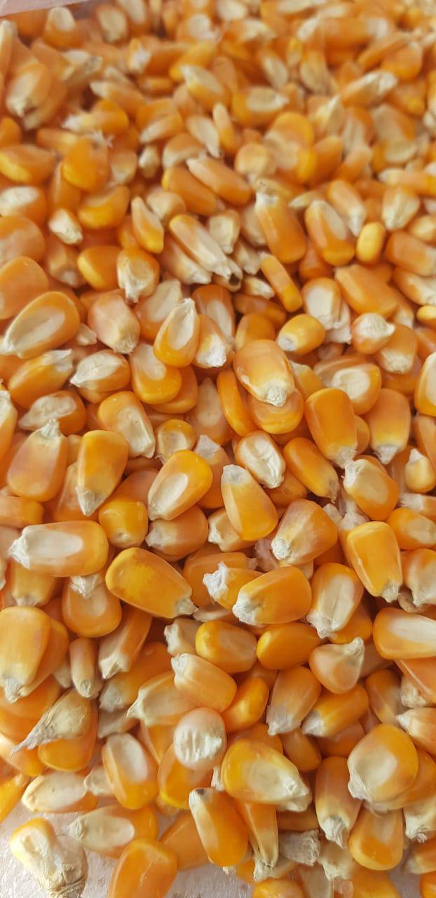 Flour Corn बिक्री के लिए, धुले, महाराष्ट्र